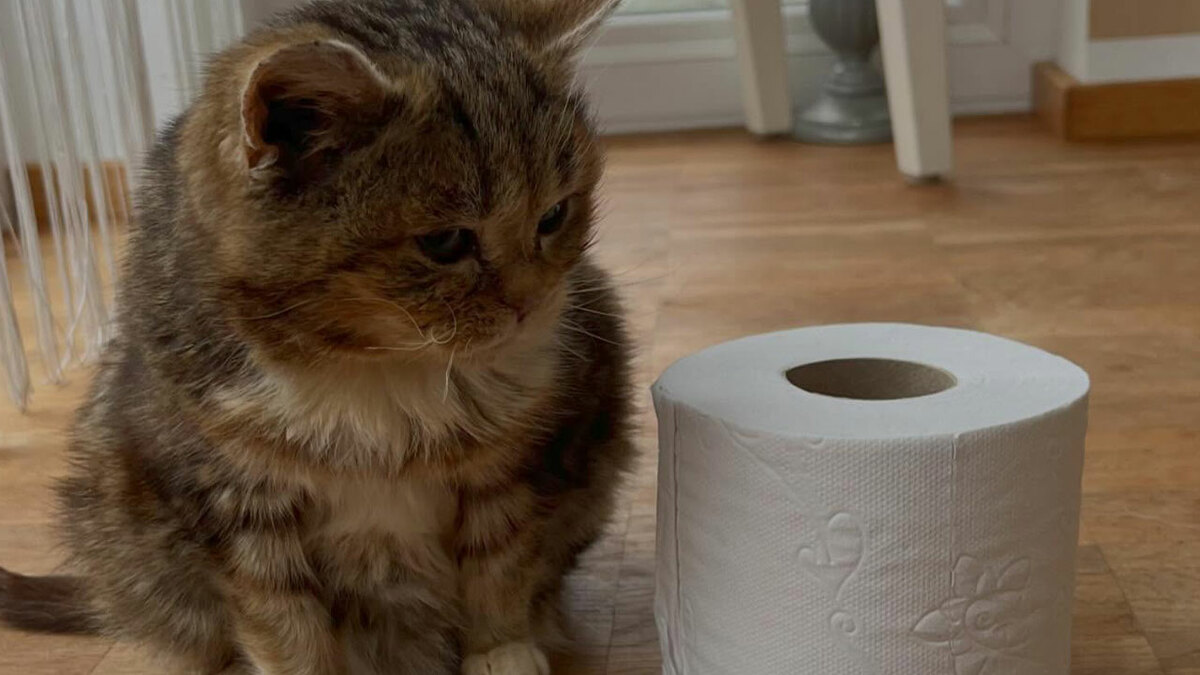 This Adorable Cat Stayed Kitten-Sized His Entire Life And Surprised Everyone By Living To 14