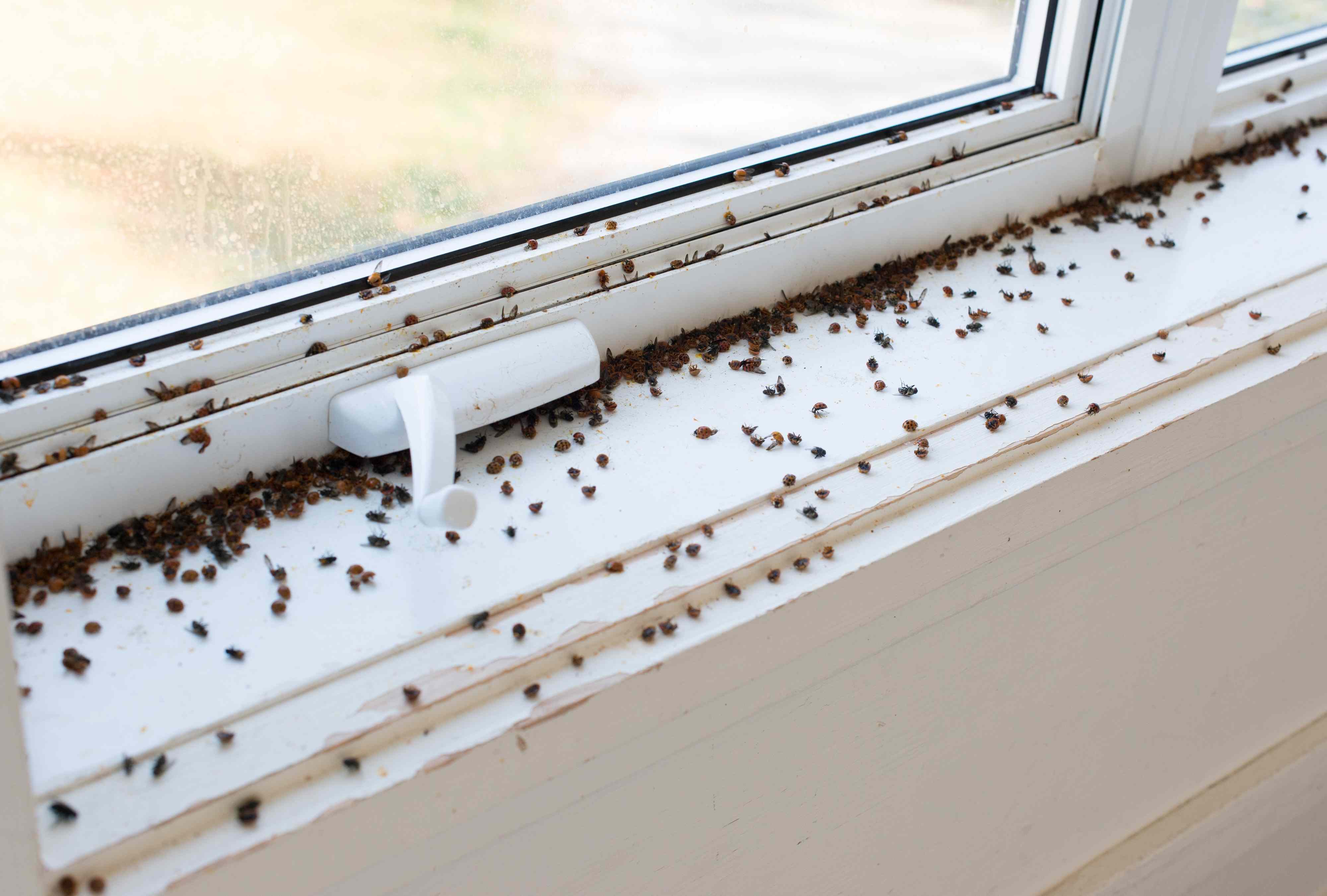 Why Ladybugs Keep Showing Up in Your House in Fall—and How to Remove Them