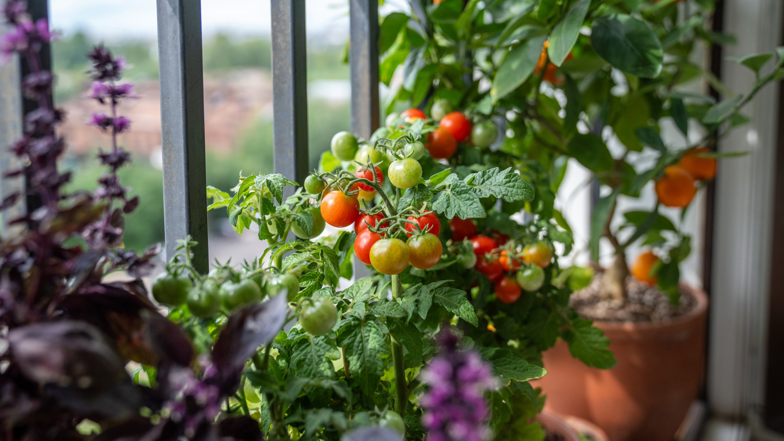 Set Your Tomato Plants Up For Success With This Clever Zip Tie Hack