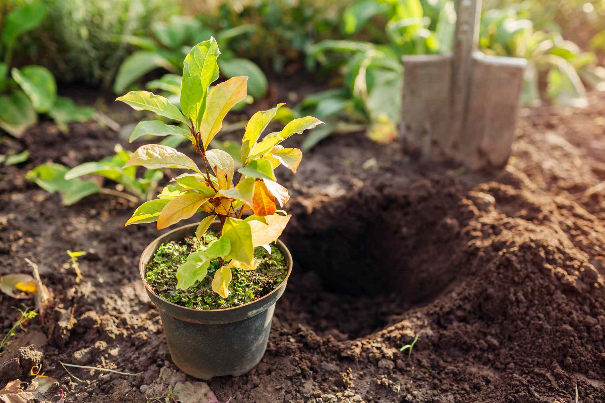 Is It Too Late to Move Perennials Around Your Garden? Here’s How to Know if You Still Have Time Before Winter