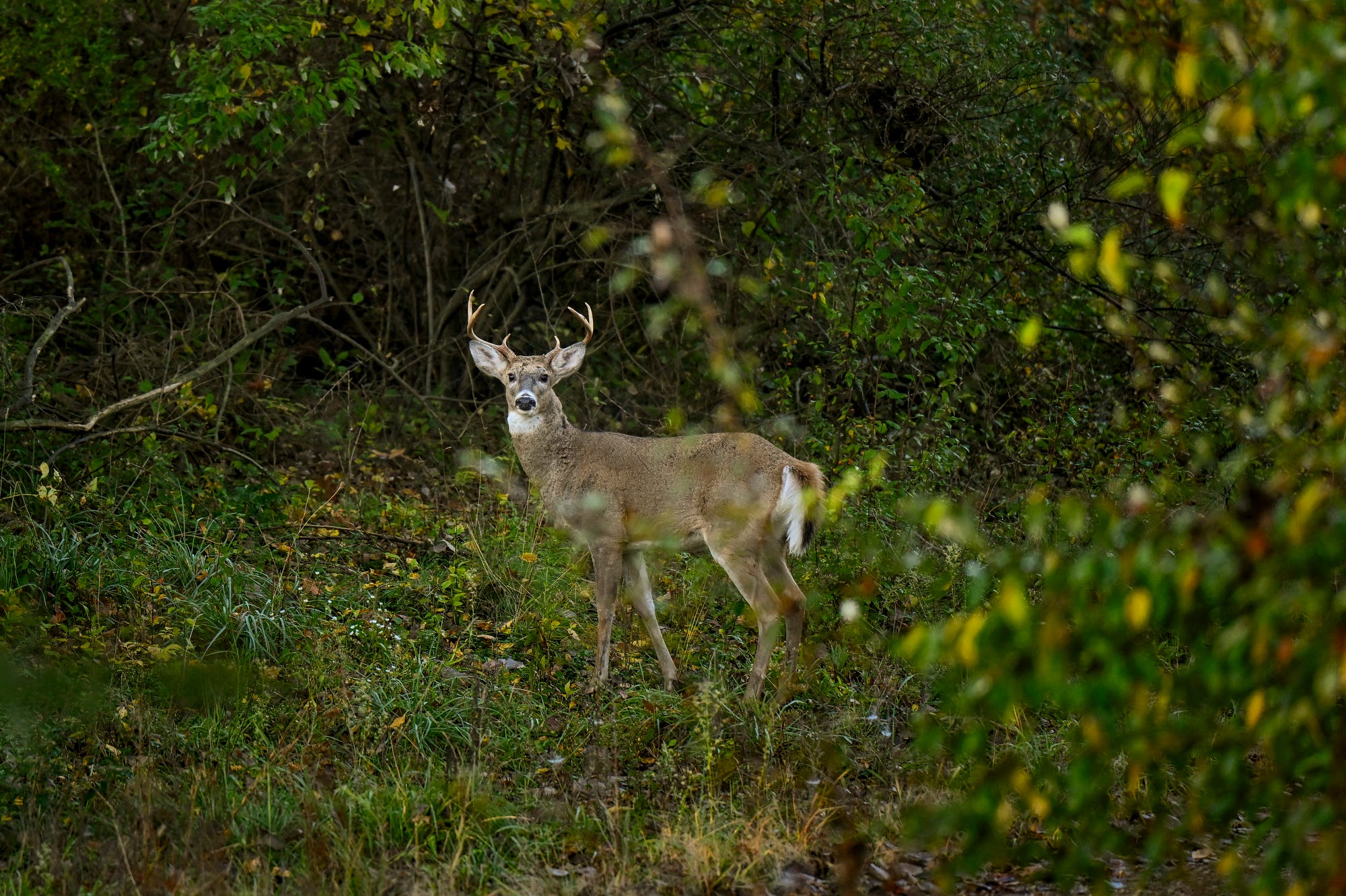 Officials find chronic wasting disease in Hillsdale County. What is it ...