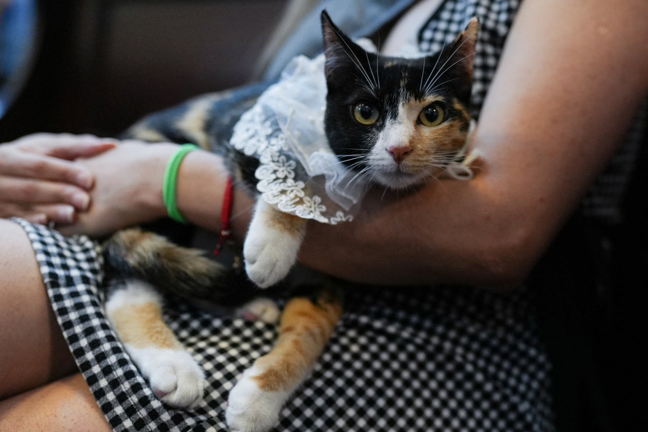 Cat happiness chemically linked to happiness of its owner, new study shows