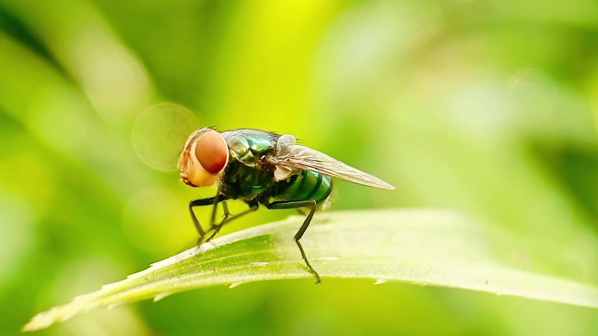 First case of New World screwworm found in U.S. wildlife, USDA says