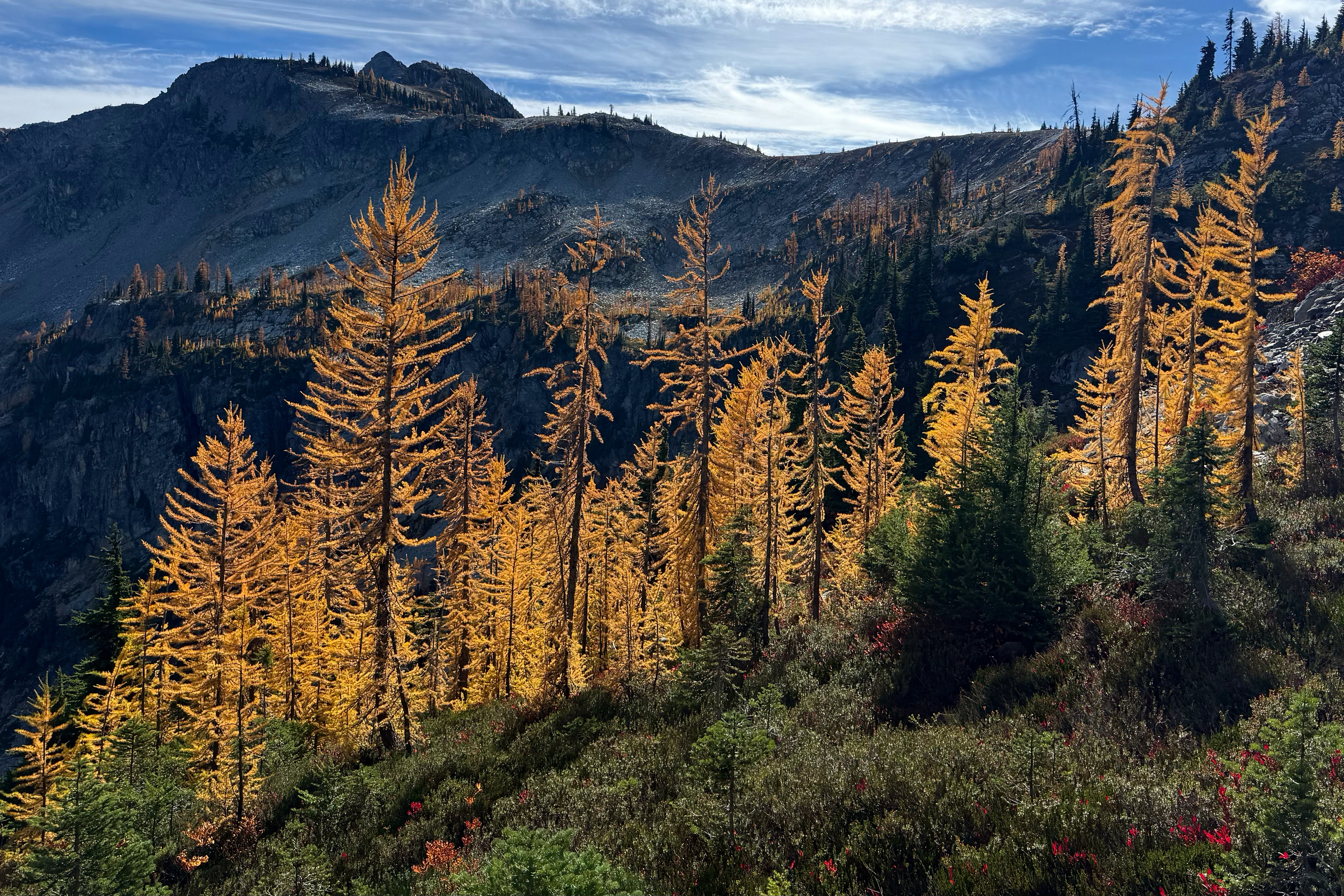 Agriculture secretary says agency is “full-bore ahead” on Forest ...