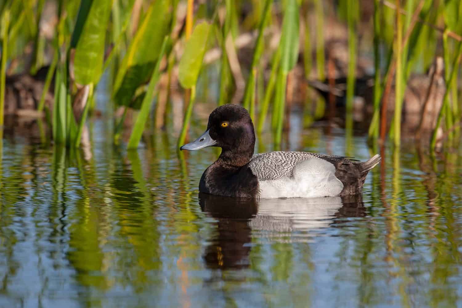 Lesser Scaup Ducks Were Too Common to Study. Then Half Vanished - AOL