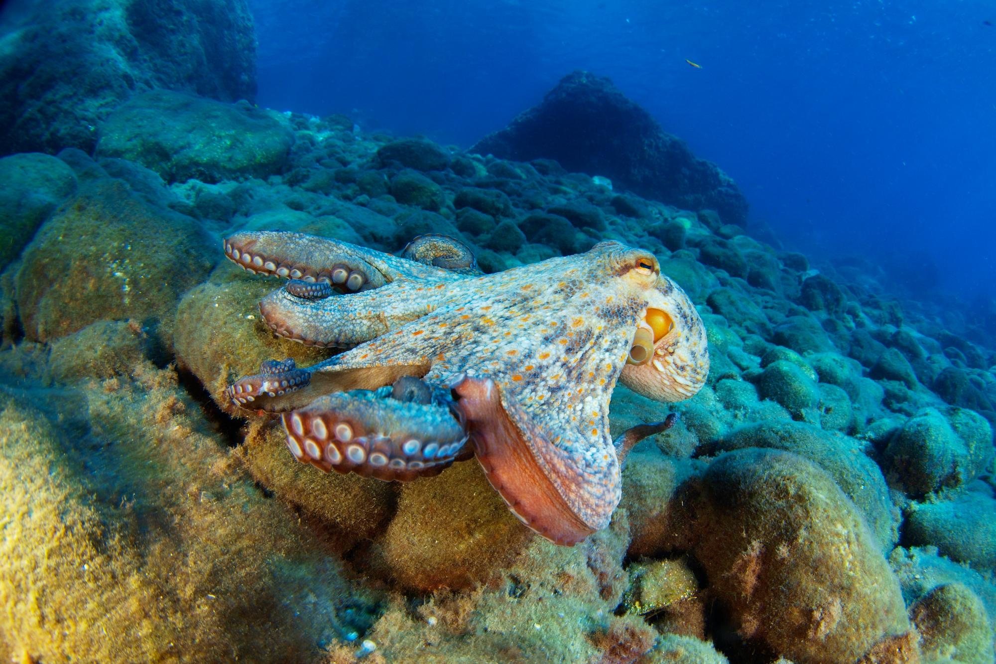 Oil Splick Marine life in Gulf of Mexico has still not fully recovered from 2010 ...