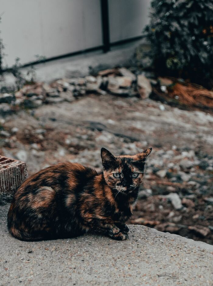 Ancient Chinese Cat Names Reveal How Poets, Emperors And Families Saw ...