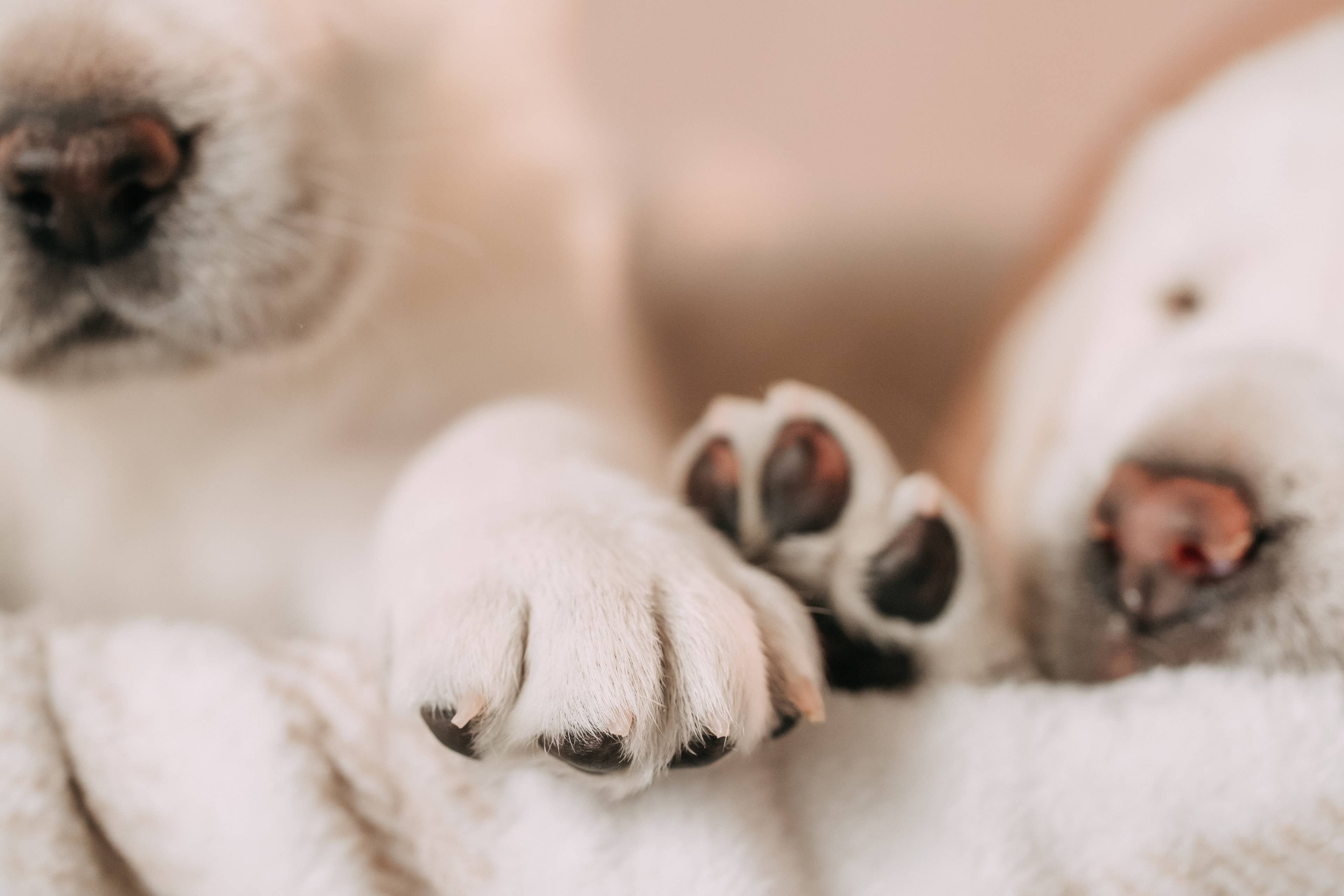 The Heartwarming Bond Between Dogs and Their Favorite Humans