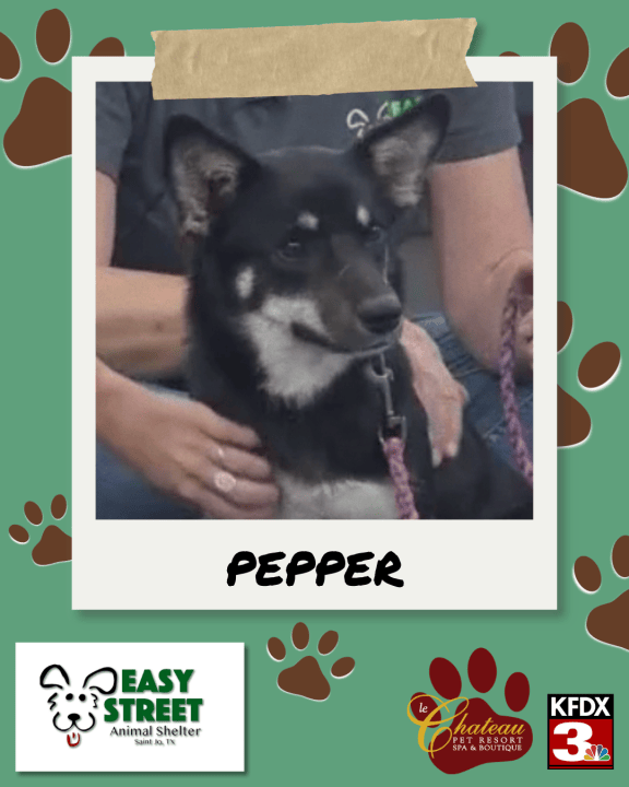 Pepper a Corgi mix from Easy Street Animal Shelter seeks fur-ever home ...