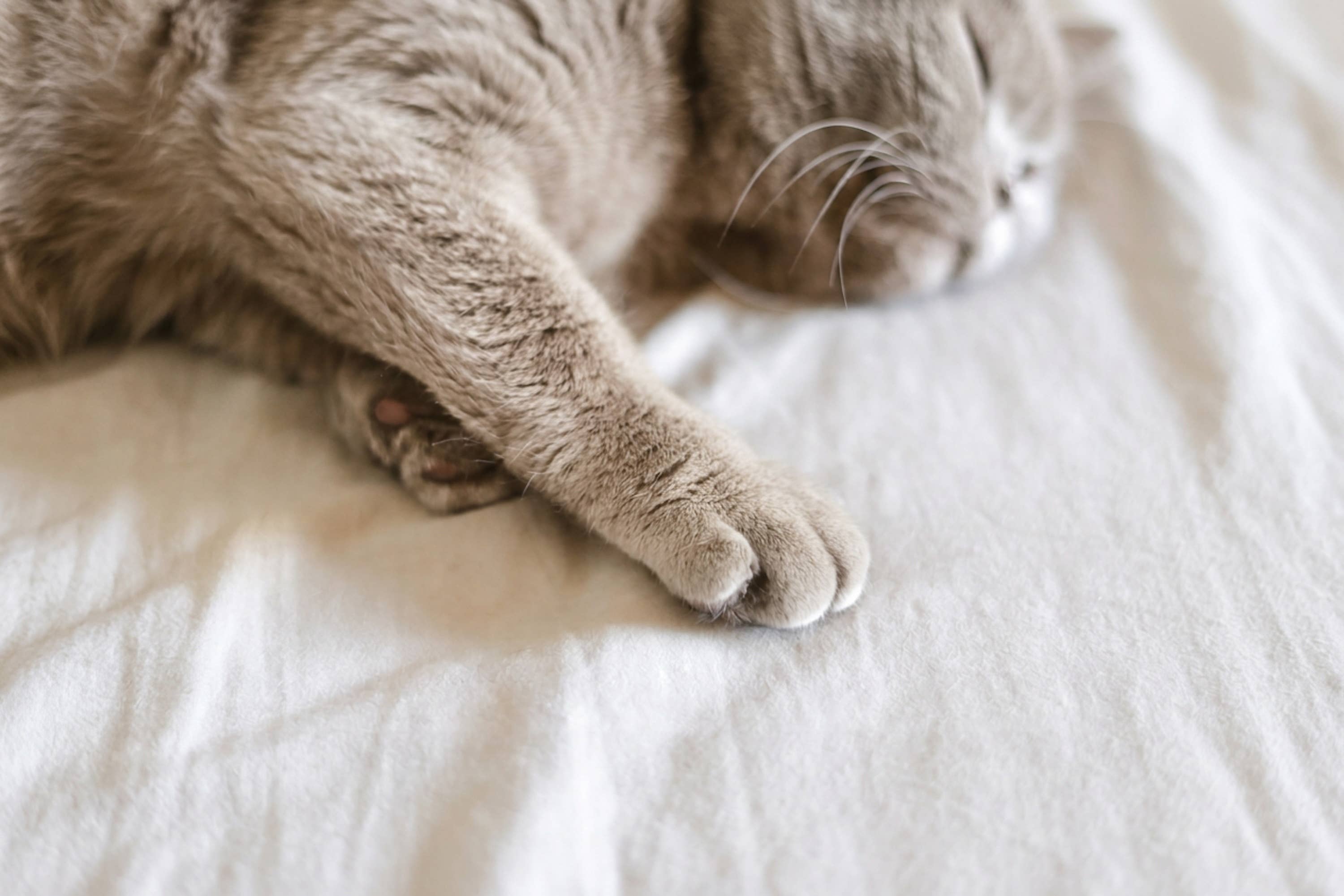 Beautiful Fawn Abyssinian Kitten Looks Like a Tiny Angel With Enormous ...