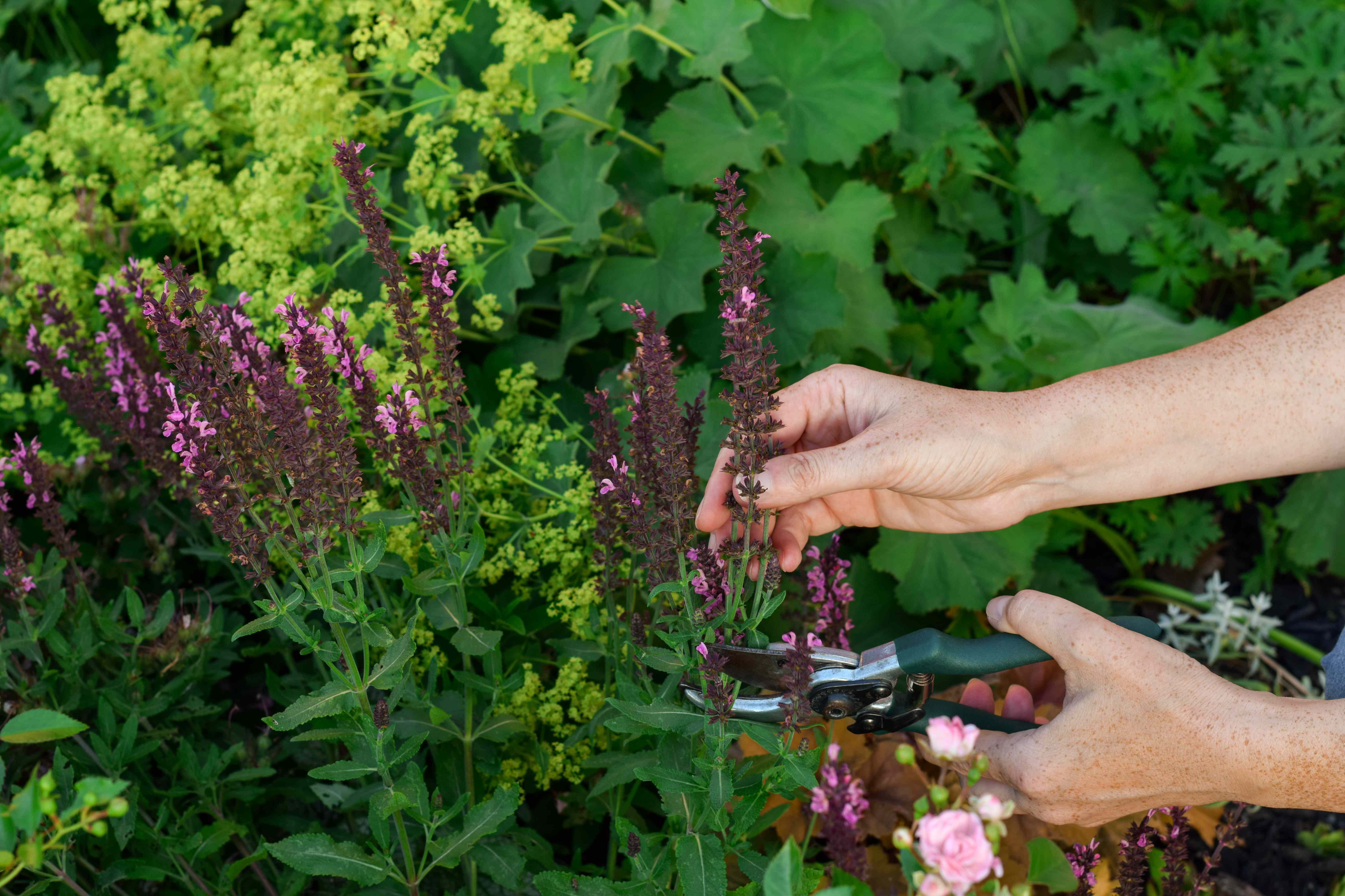 Is It Too Late to Cut Back Salvia? Everything You Need to Know Before Risking Next Year's Blooms