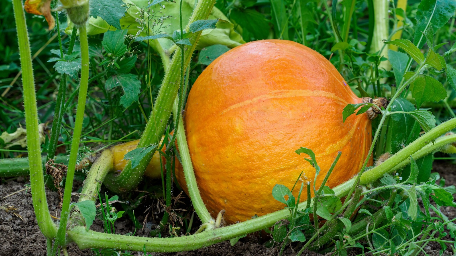 How To Keep Pumpkins From Rotting Before Halloween - AOL