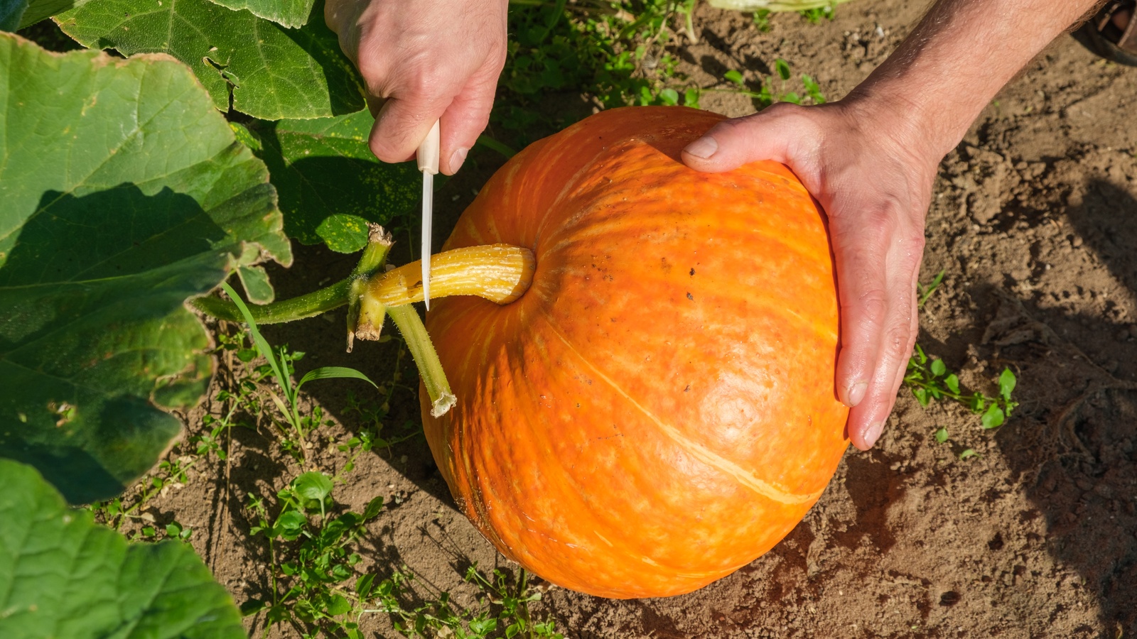 How To Keep Pumpkins From Rotting Before Halloween - AOL