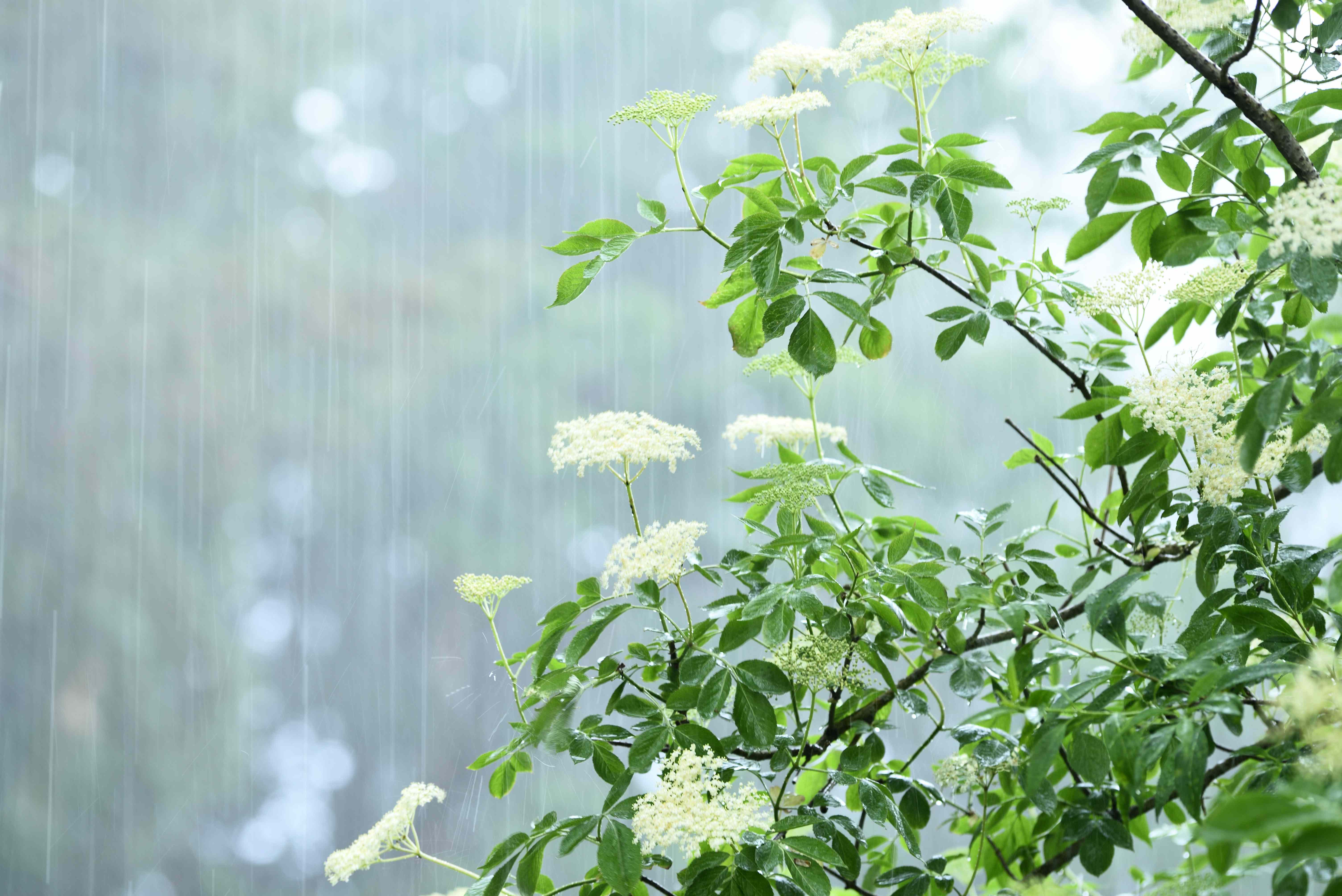 Will Newly Transplanted Perennials Survive a Downpour? What Happens When You Plant Before a Storm, a Pro Explains