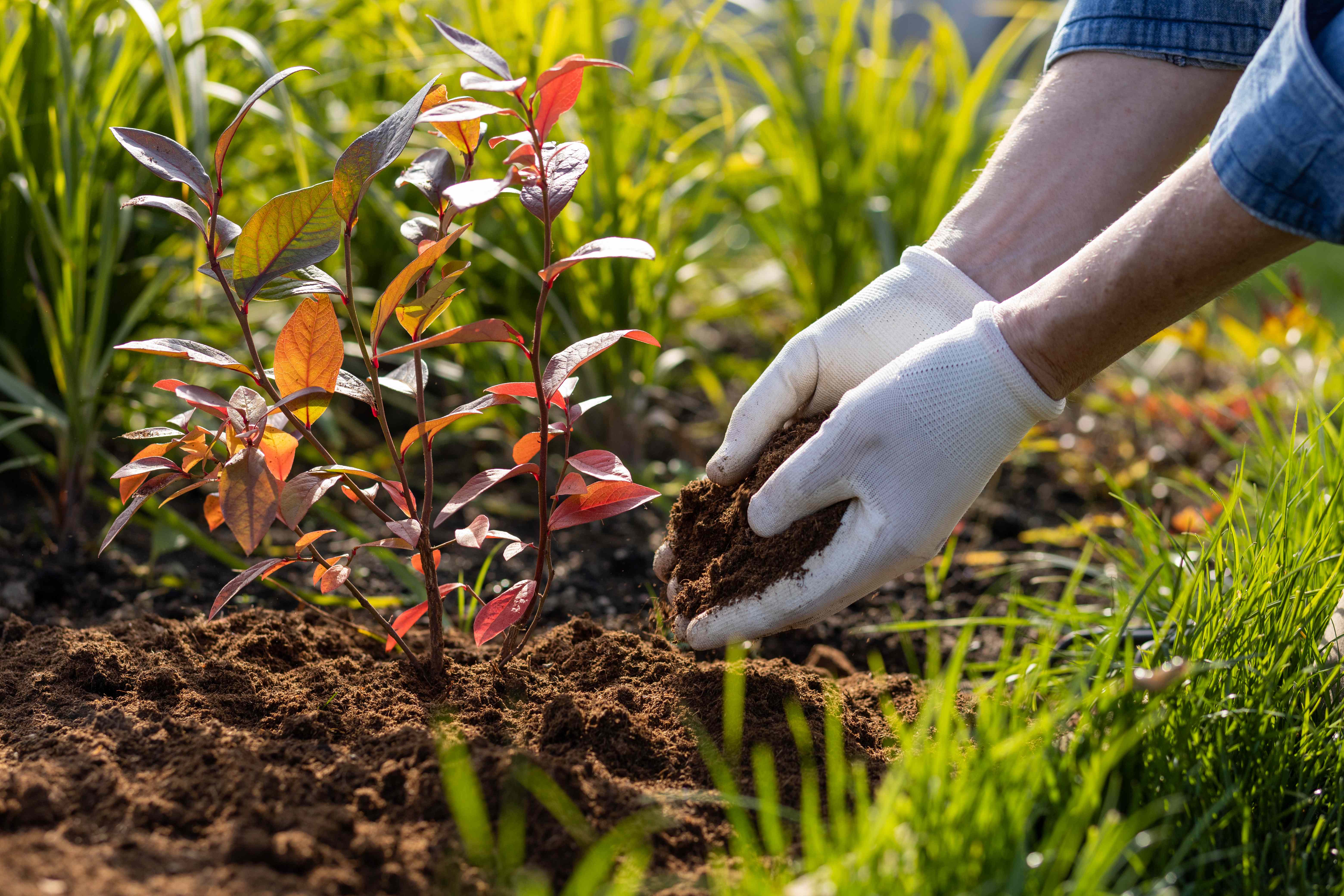 Is Mulching in the Fall a Waste of Money? We Asked a Gardening Pro, and His Answer Was Surprising