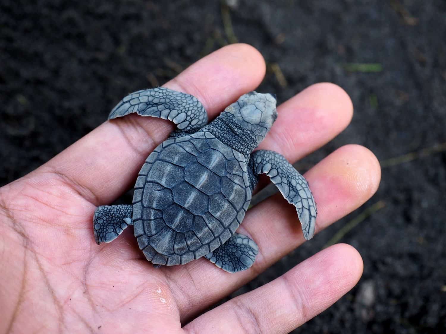 Save Rhe Baby Turtles Why 22 Sea Turtles Were Left Aboard an Abandoned Bali Boat - AOL