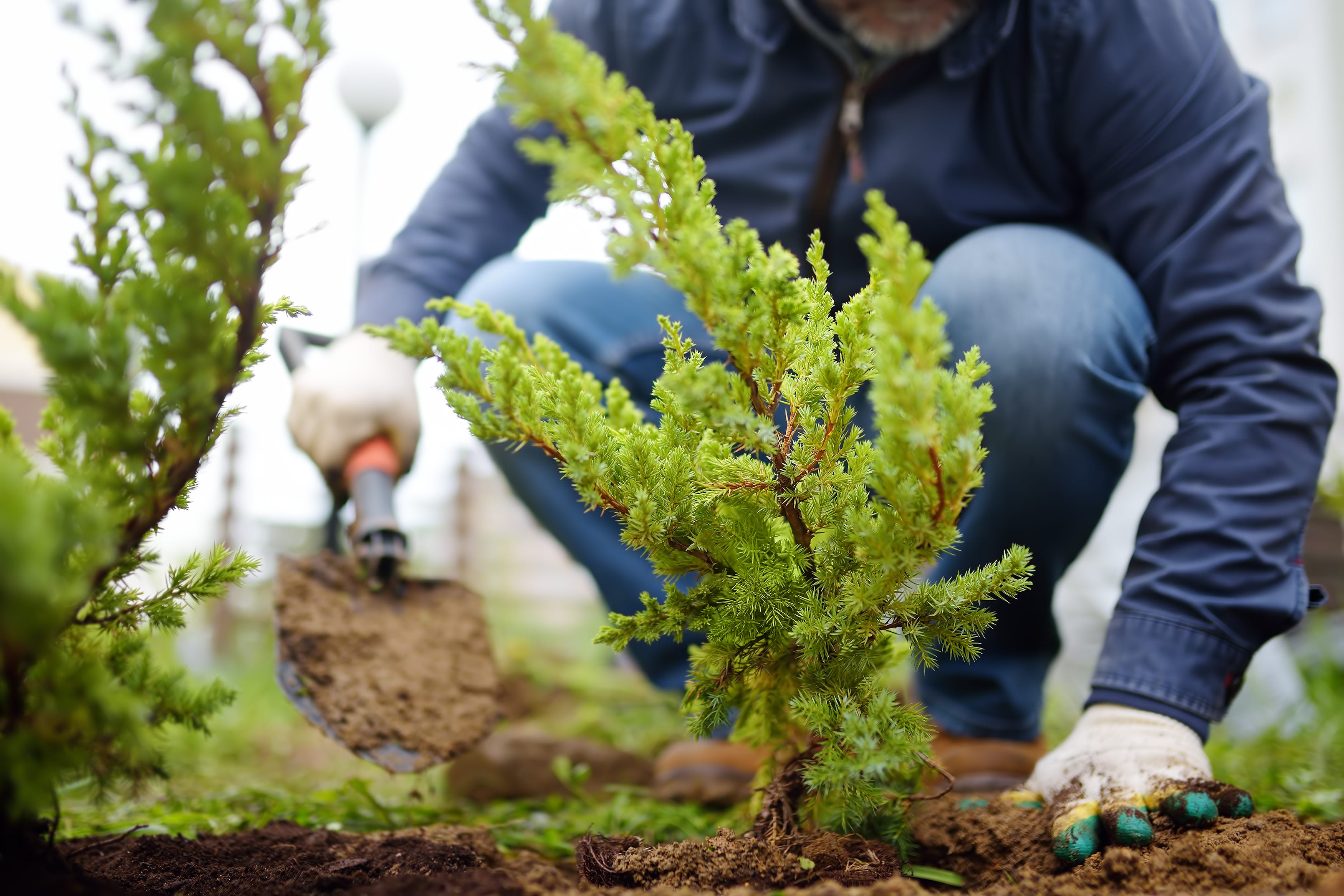 The Inside Outside Guys: Why autumn is the best time to plant your ...