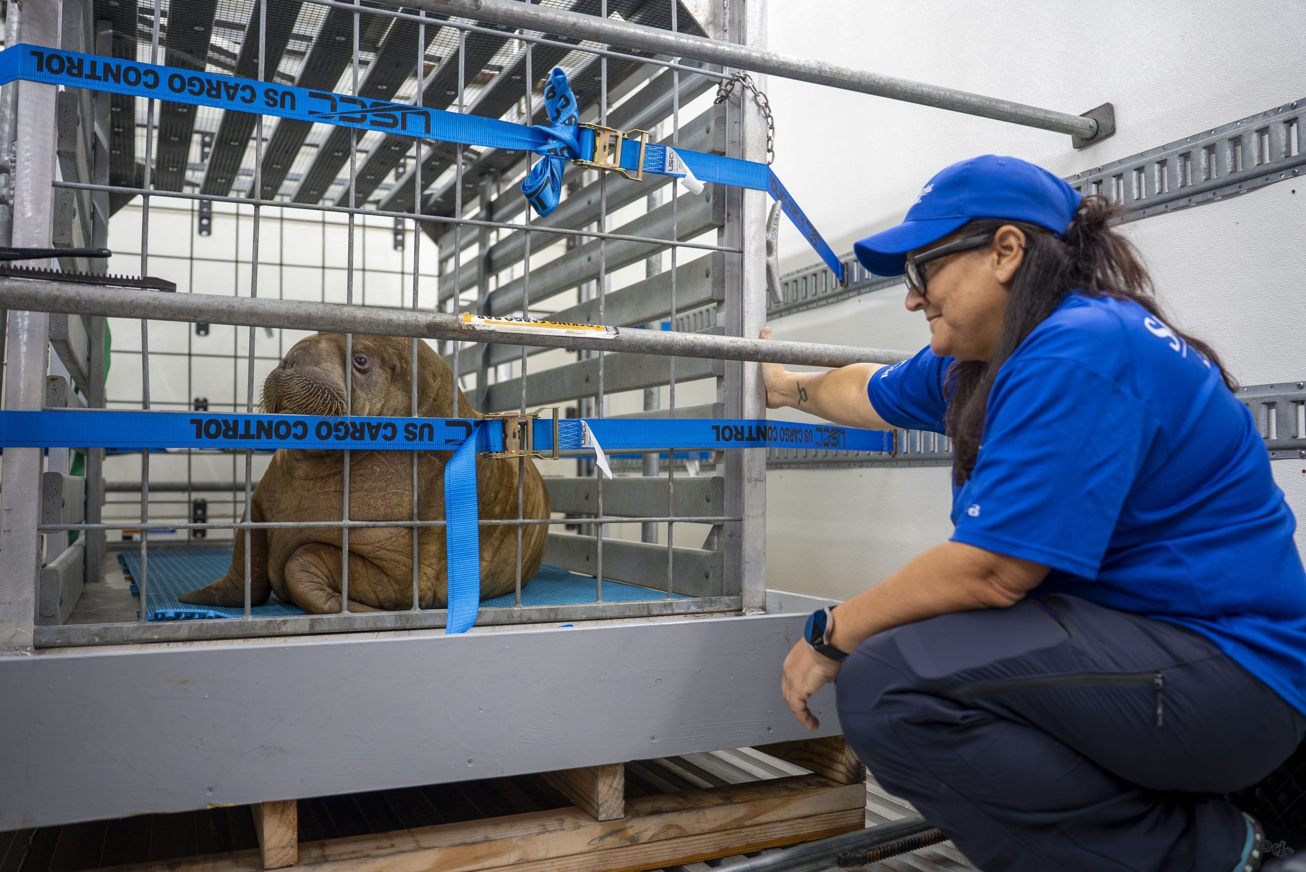 Orphaned baby walrus rescued in Alaska finds new home over 4,000 miles away in Florida