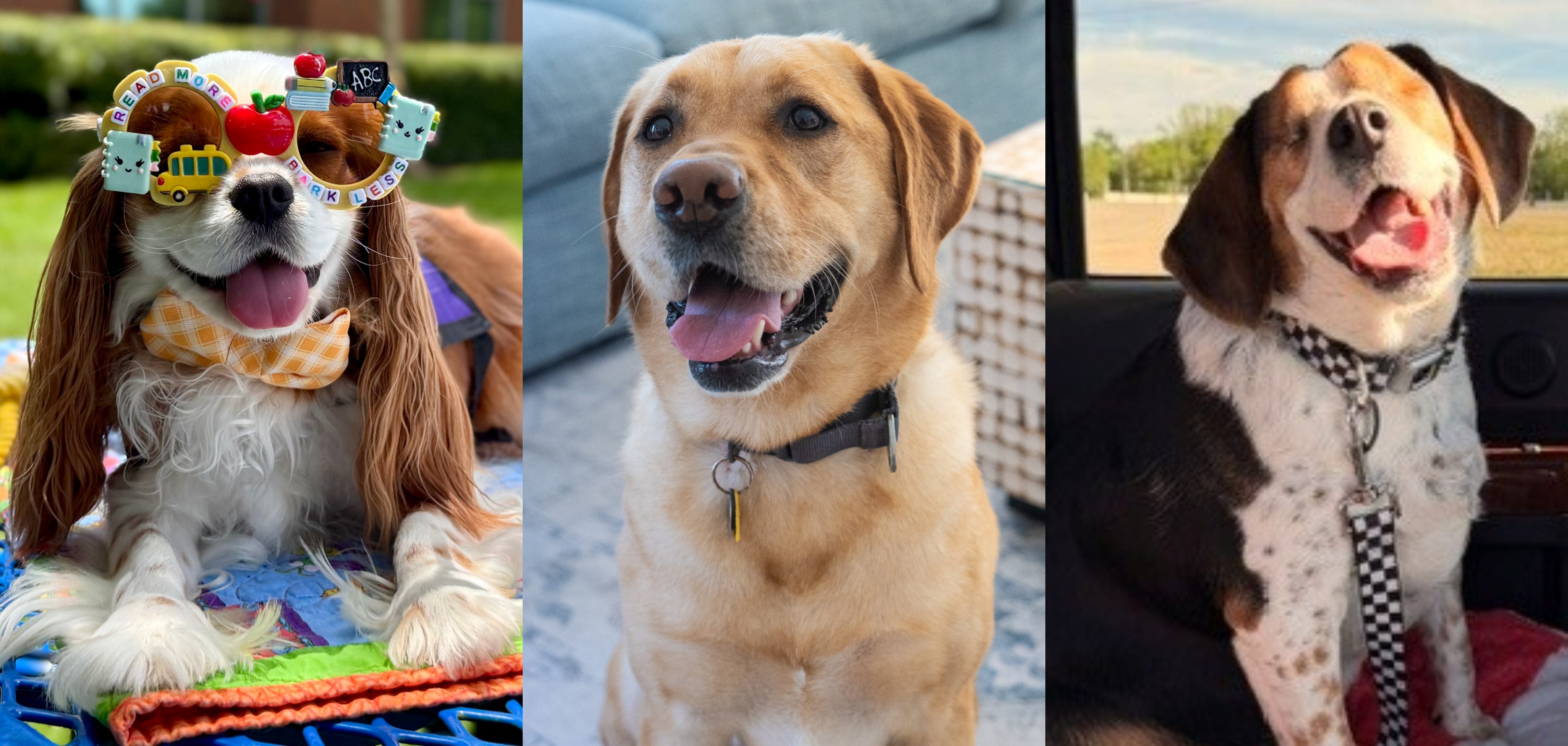 American Humane Society unveils 5 'standout dogs' vying for Hero Awards ...
