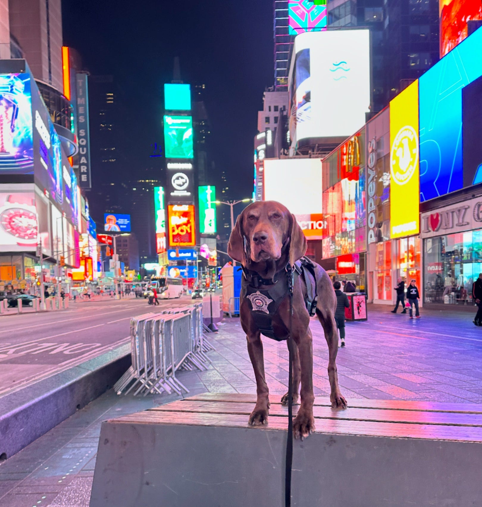 American Humane Society unveils 5 'standout dogs' vying for Hero Awards ...