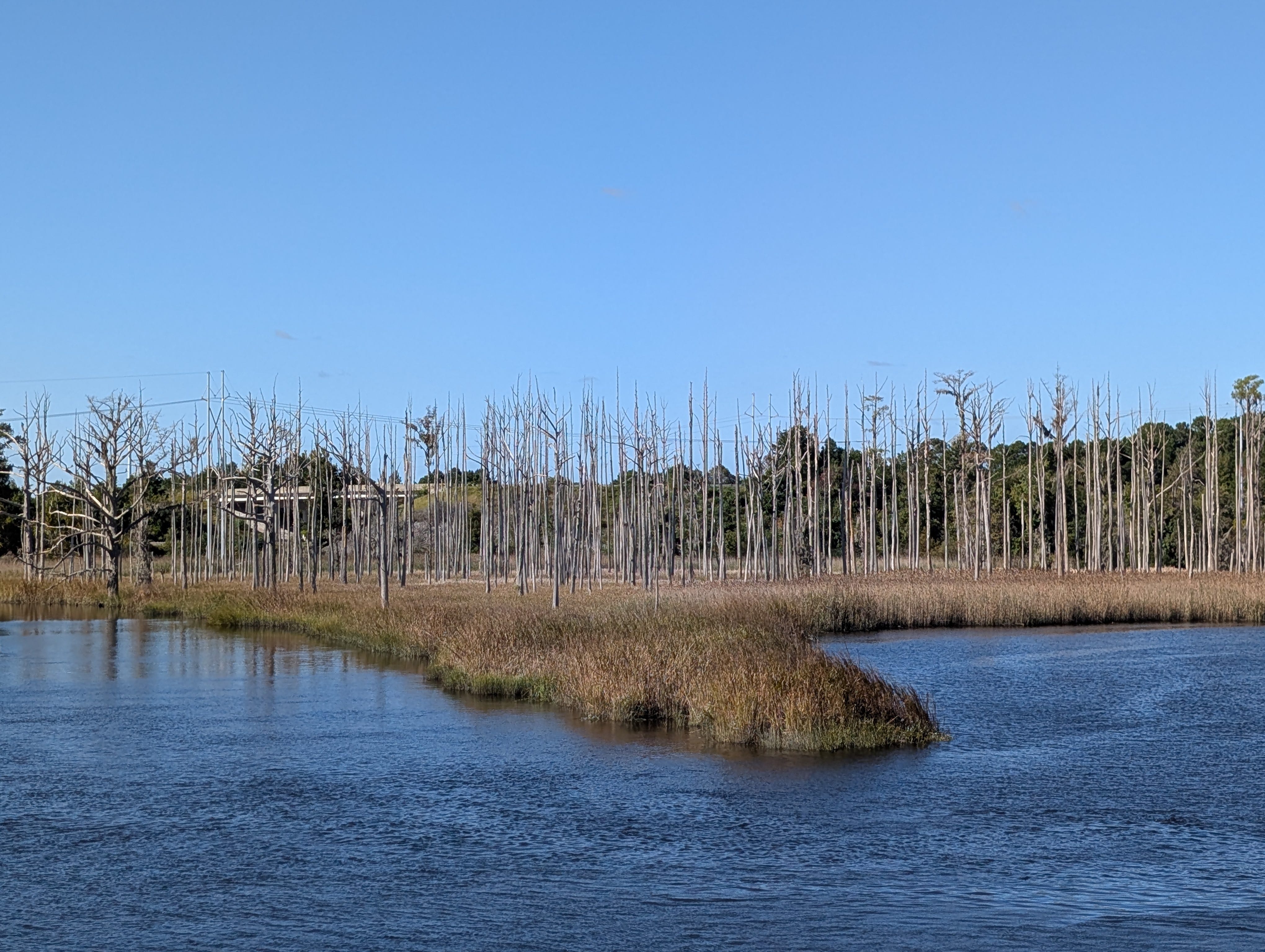 Eaa Absorb NC’s coastal forests are dying. Why the pace may be accelerating. - AOL
