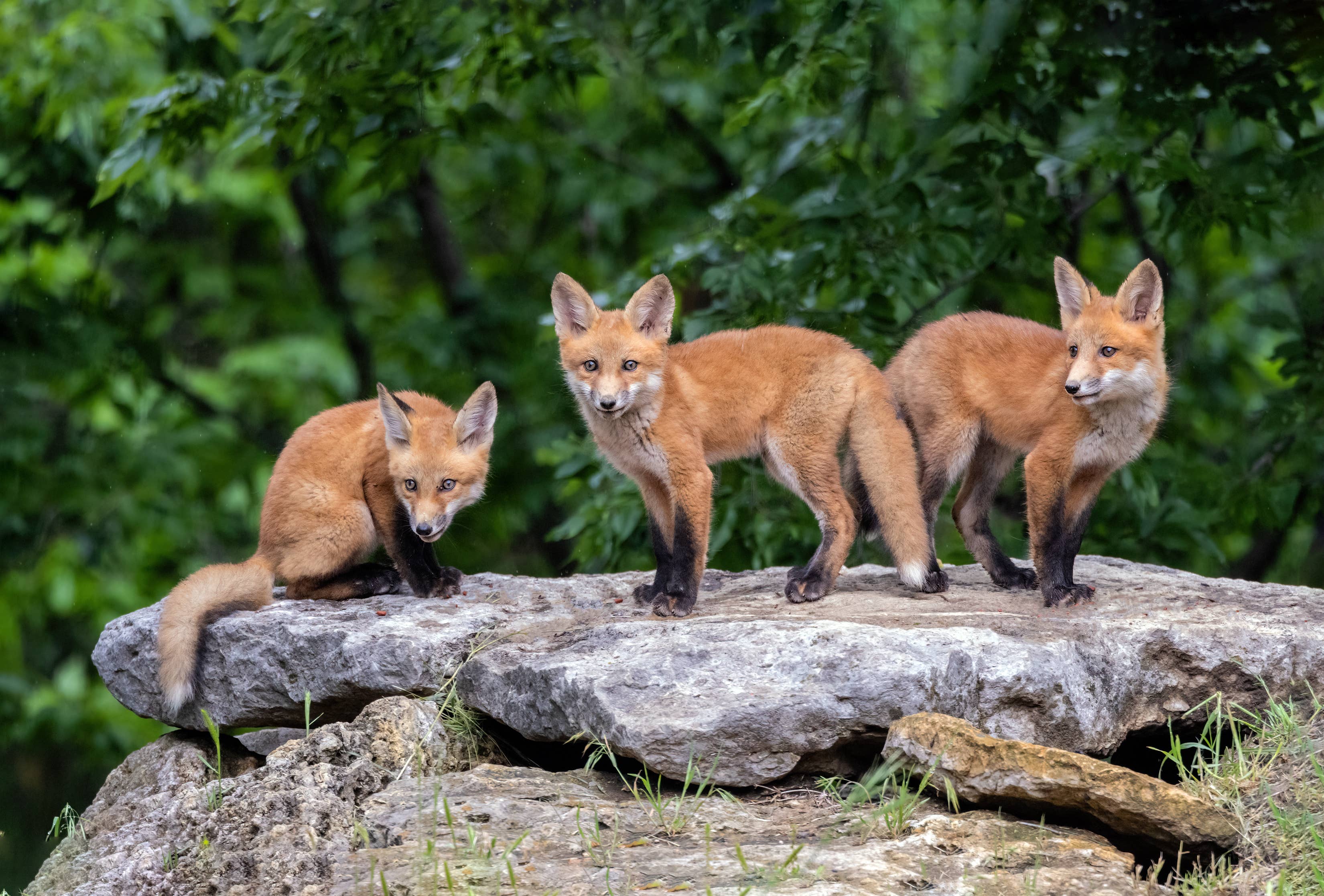 Discover the Unique Names for a Group of Foxes: Skulk and Leash ...