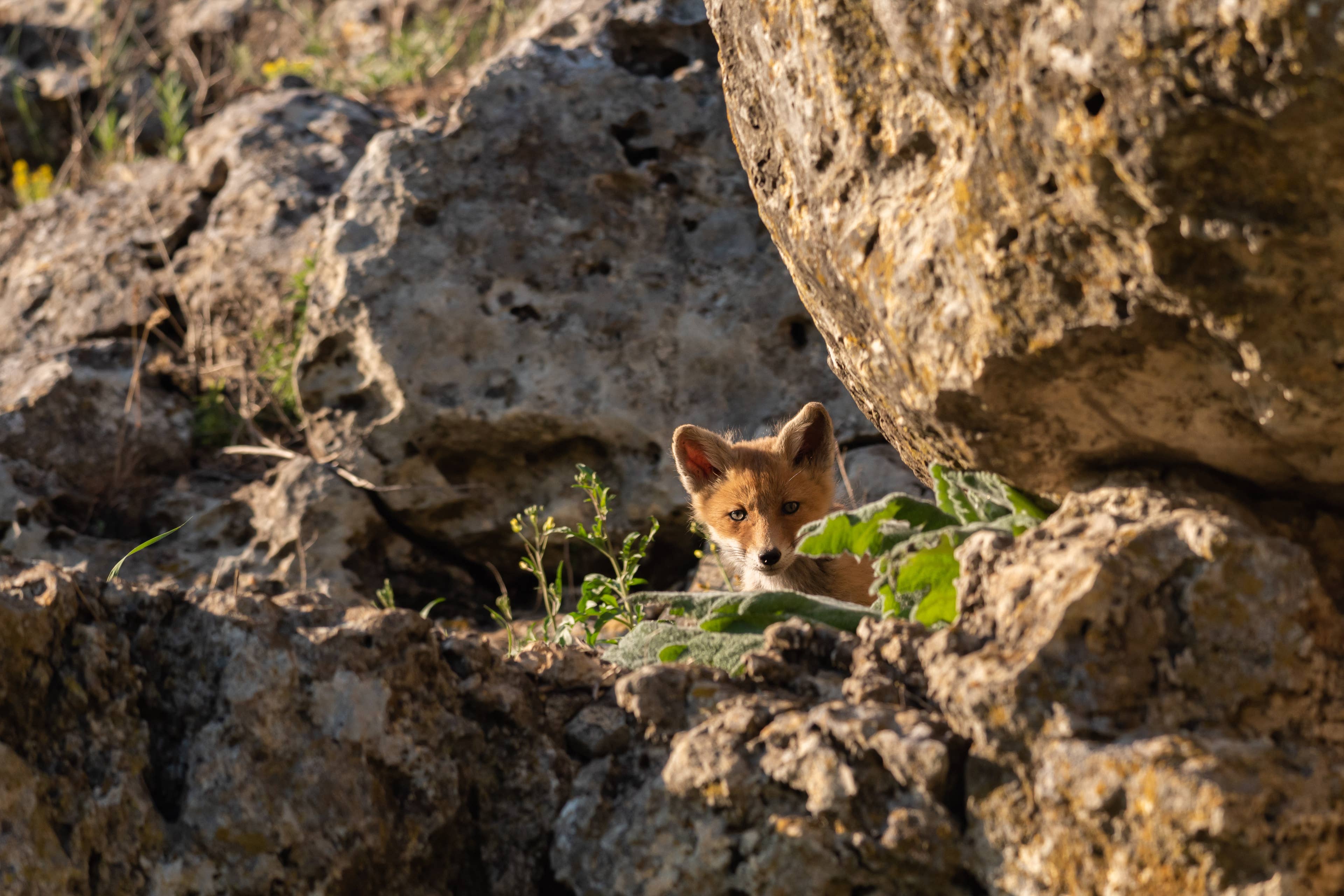 Colllective Names Examples Discover the Unique Names for a Group of Foxes: Skulk and Leash ...