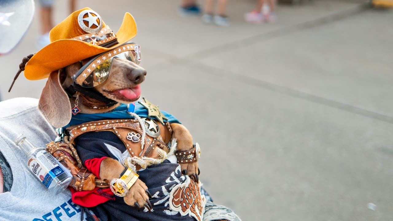Dallas’ top dog and cat names for 2026 have been revealed - AOL