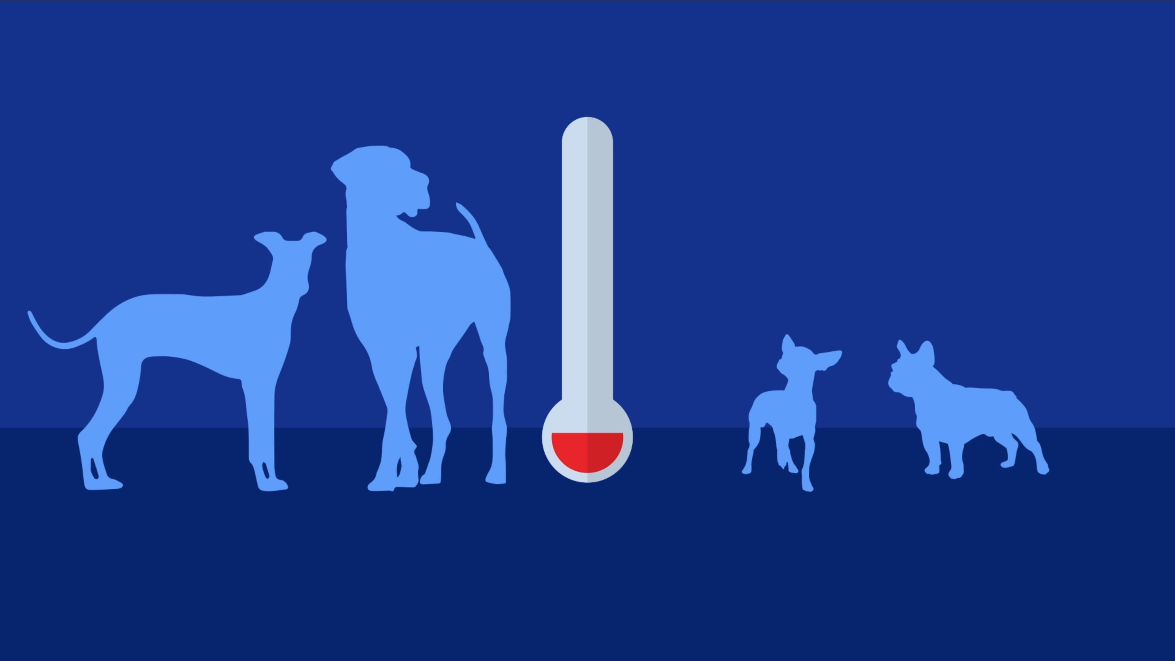 Your dog's ability to withstand cold depends on more than just size - AOL