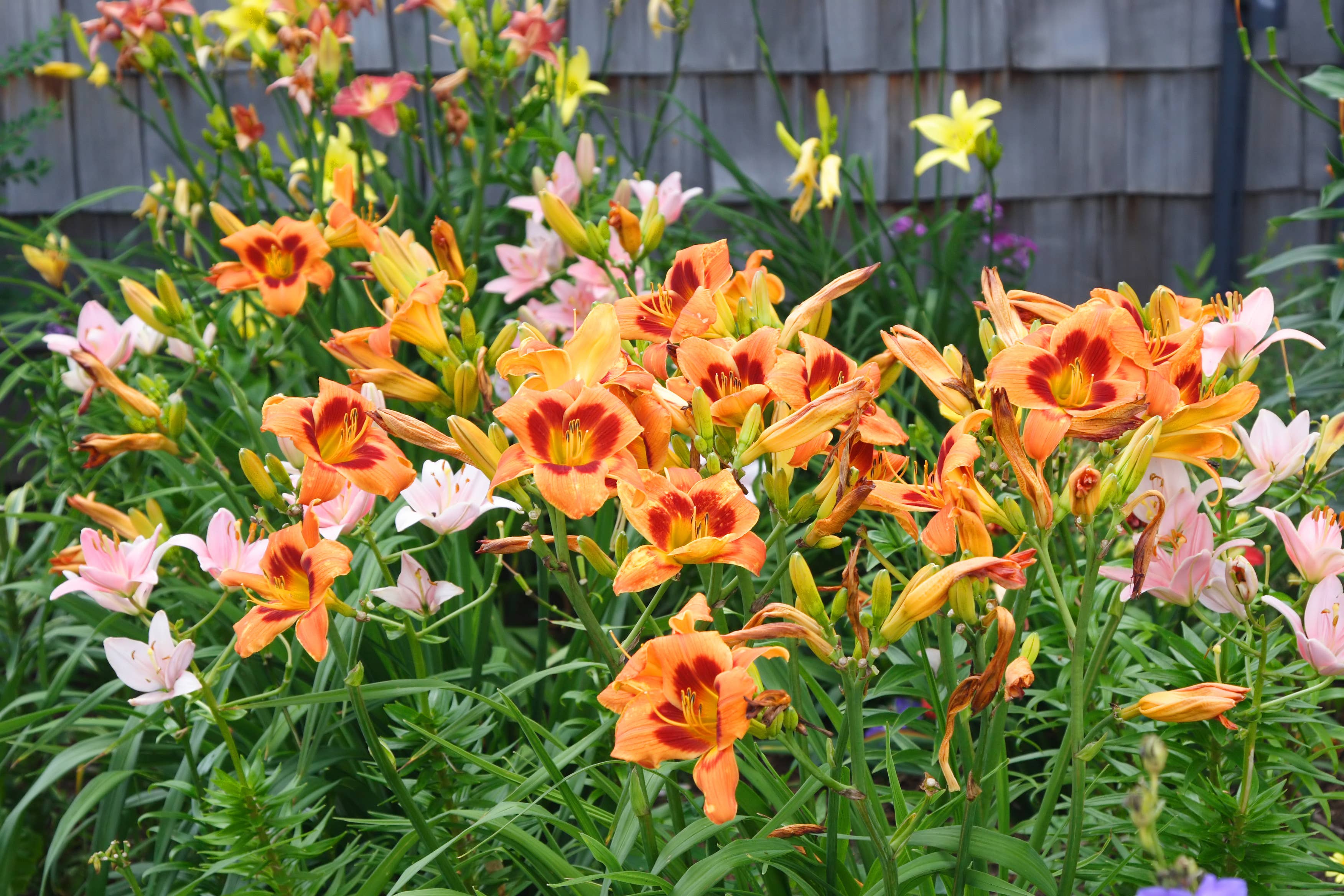 Prevent Garden Pests and Mildew Next Spring by Pruning These 3 Plants ...