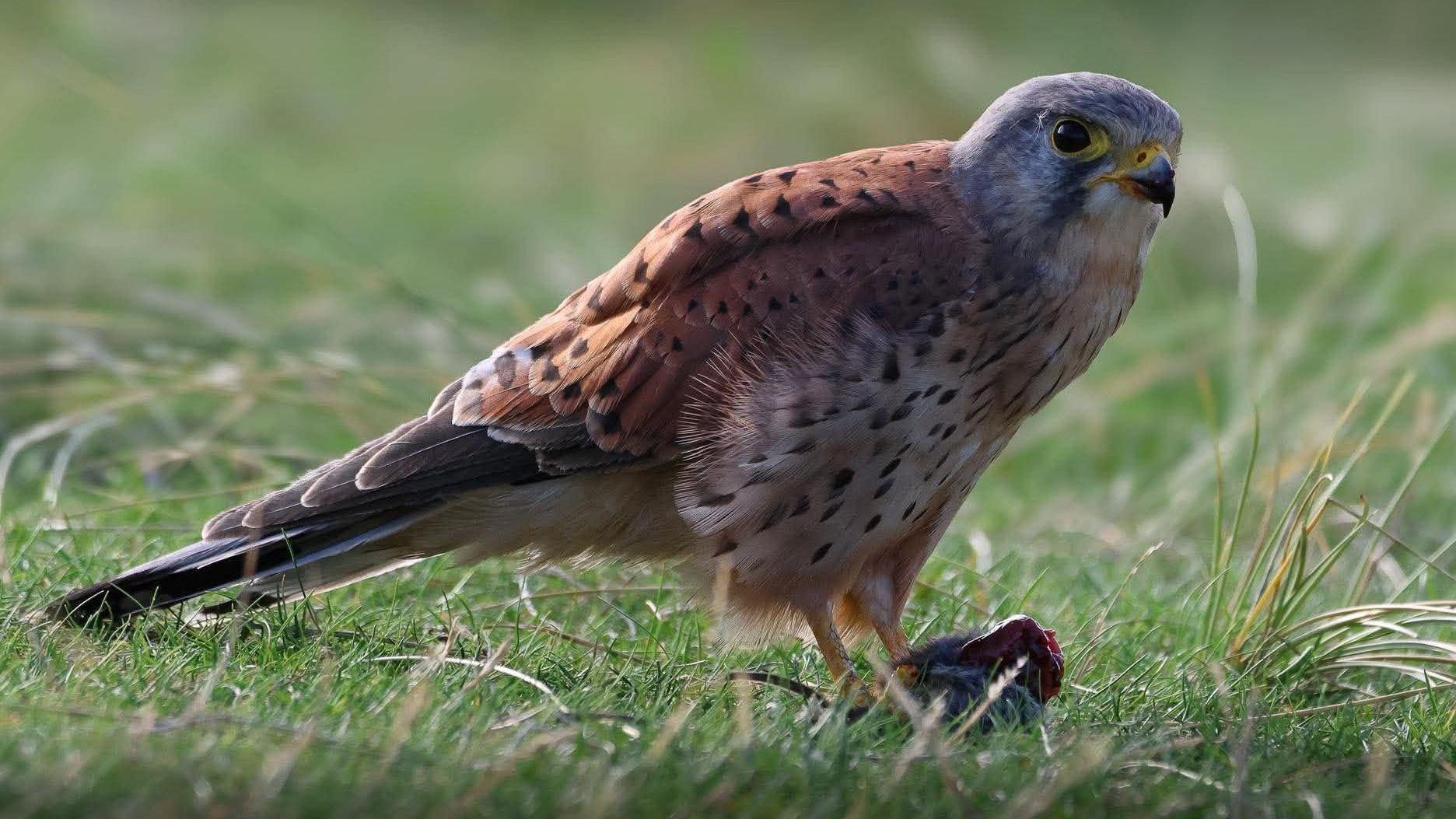 Autumnal wildlife shots catch 'incredible' moments - AOL
