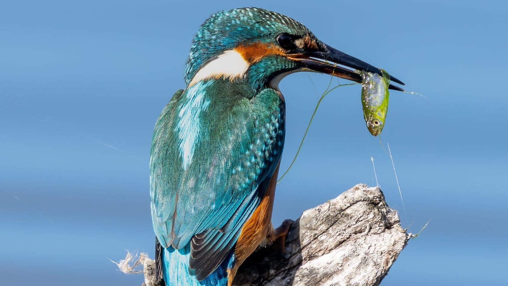 Autumnal wildlife shots catch 'incredible' moments - AOL