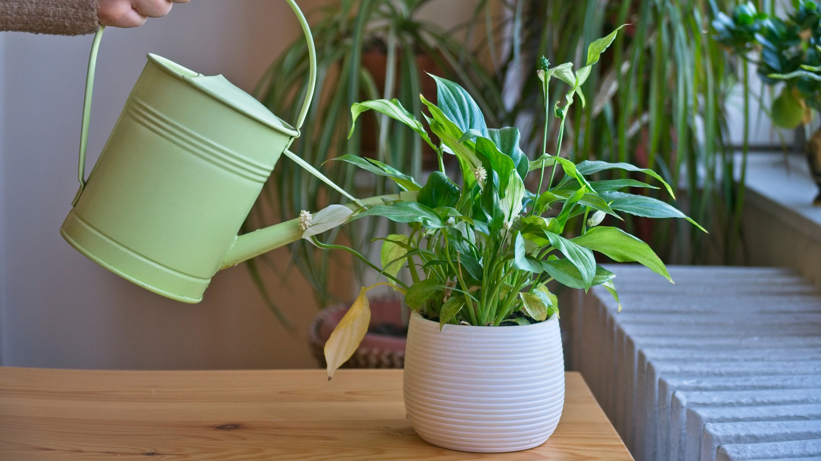 Why You Should Always Wash Your Hands After Touching Your Peace Lily