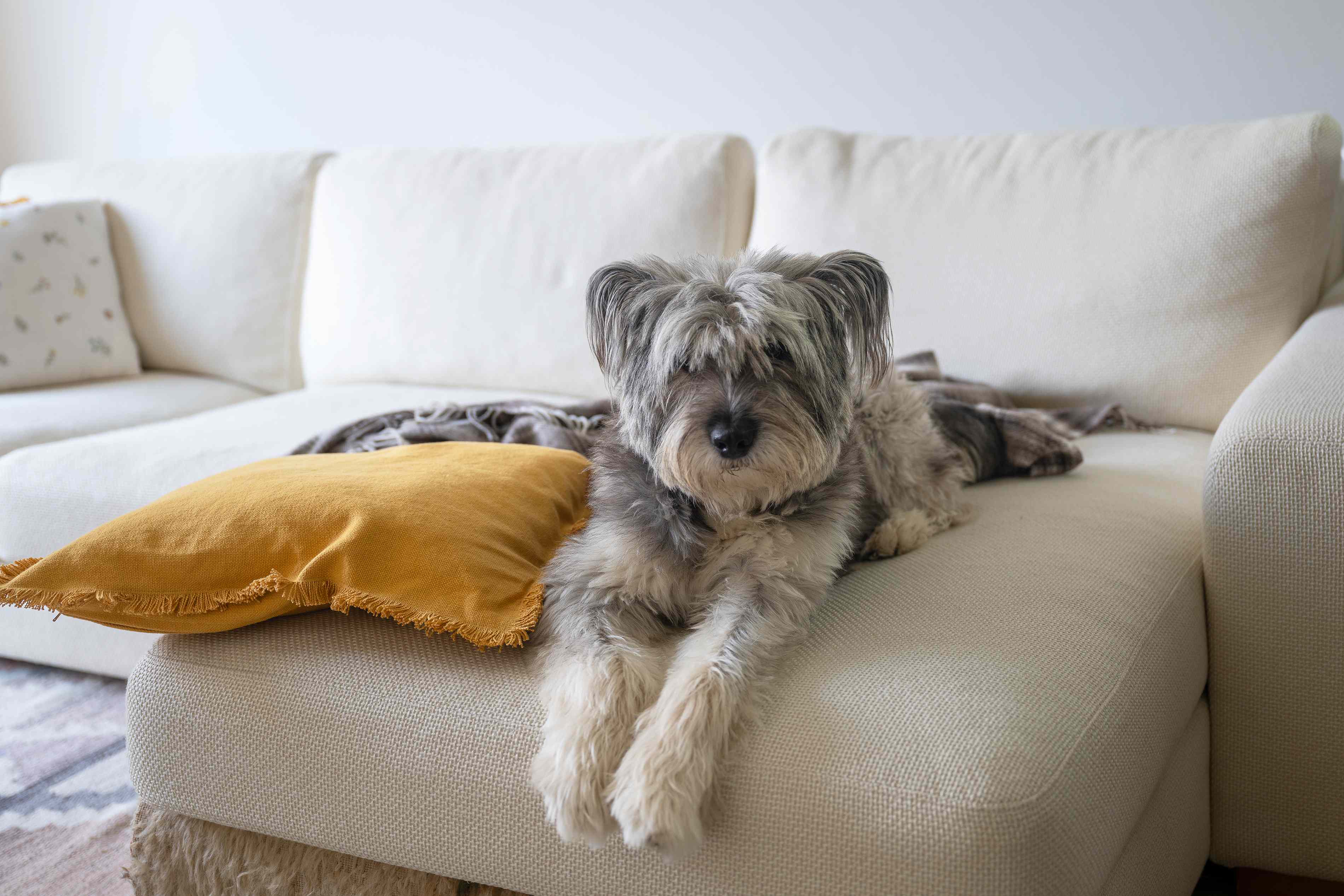 How to Get Rid of ‘Pet Smell’ in Your House: 10 Methods That Work, According to Experts