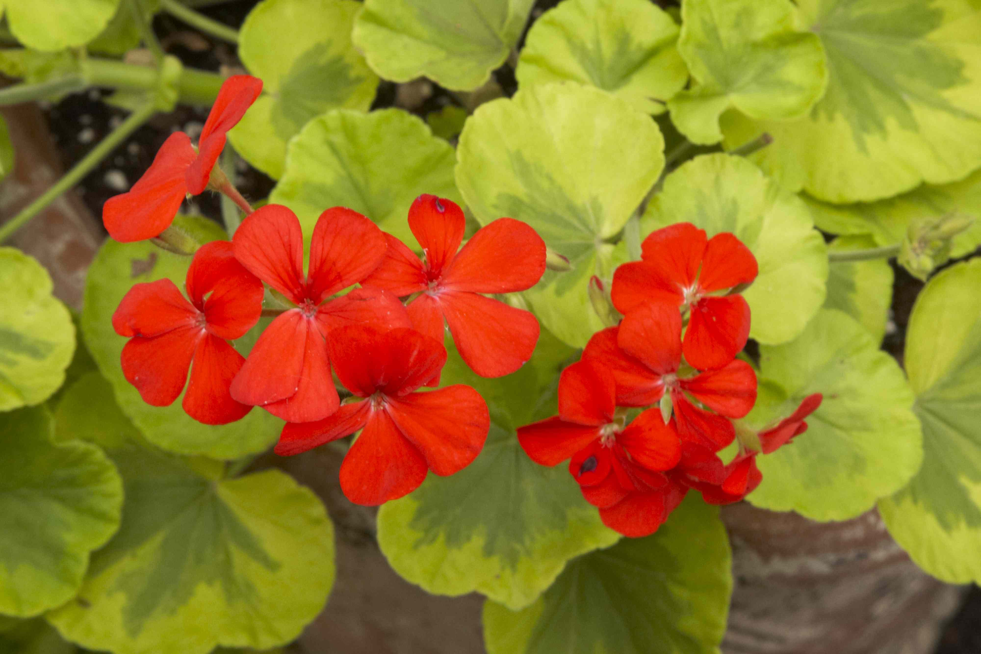 Don't Toss Your Geraniums This Fall! 3 Easy Ways to Save Them for Next Spring