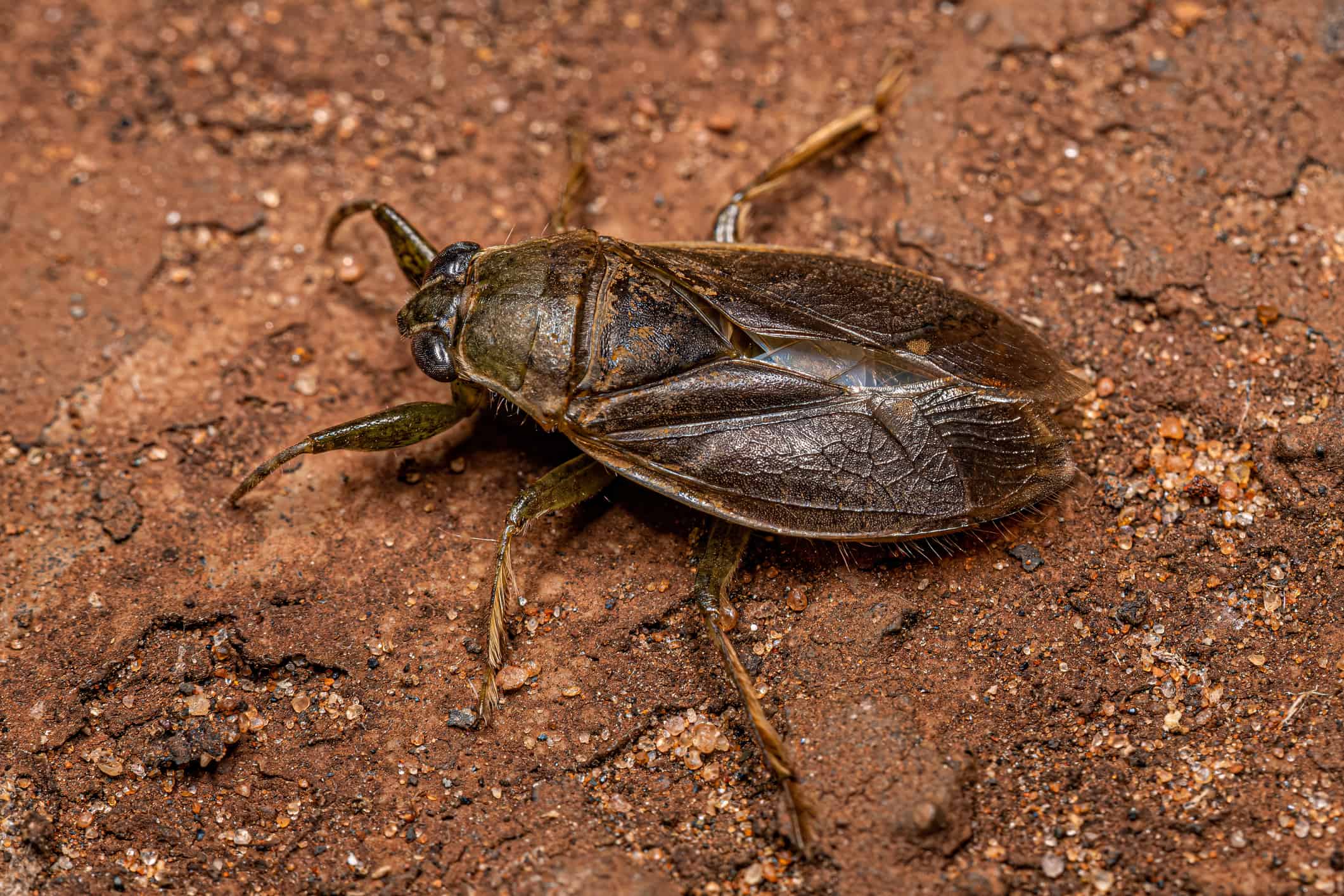 The Male Water Bugs Carrying Hundreds of Eggs on Their Backs - AOL