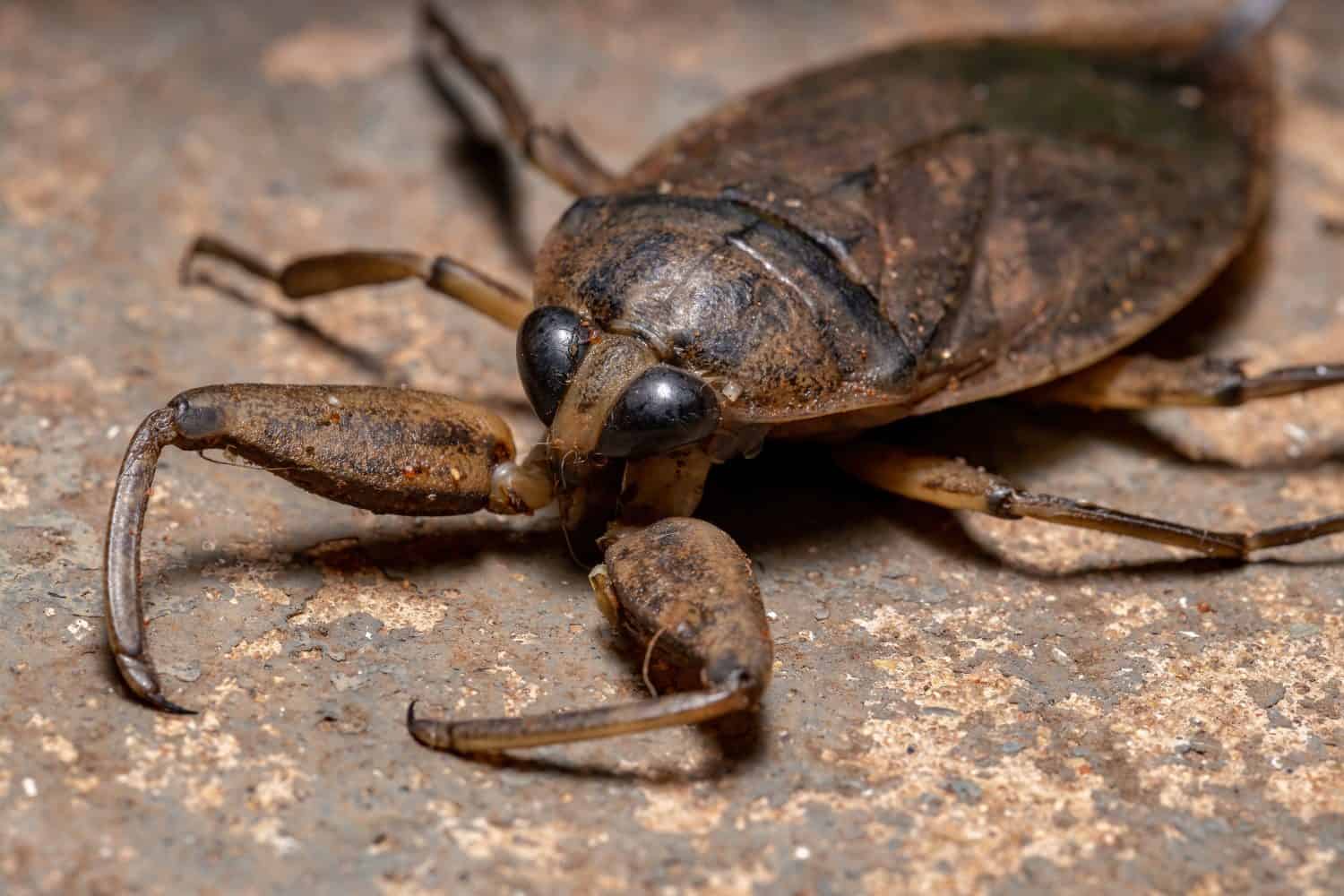 The Male Water Bugs Carrying Hundreds of Eggs on Their Backs - AOL