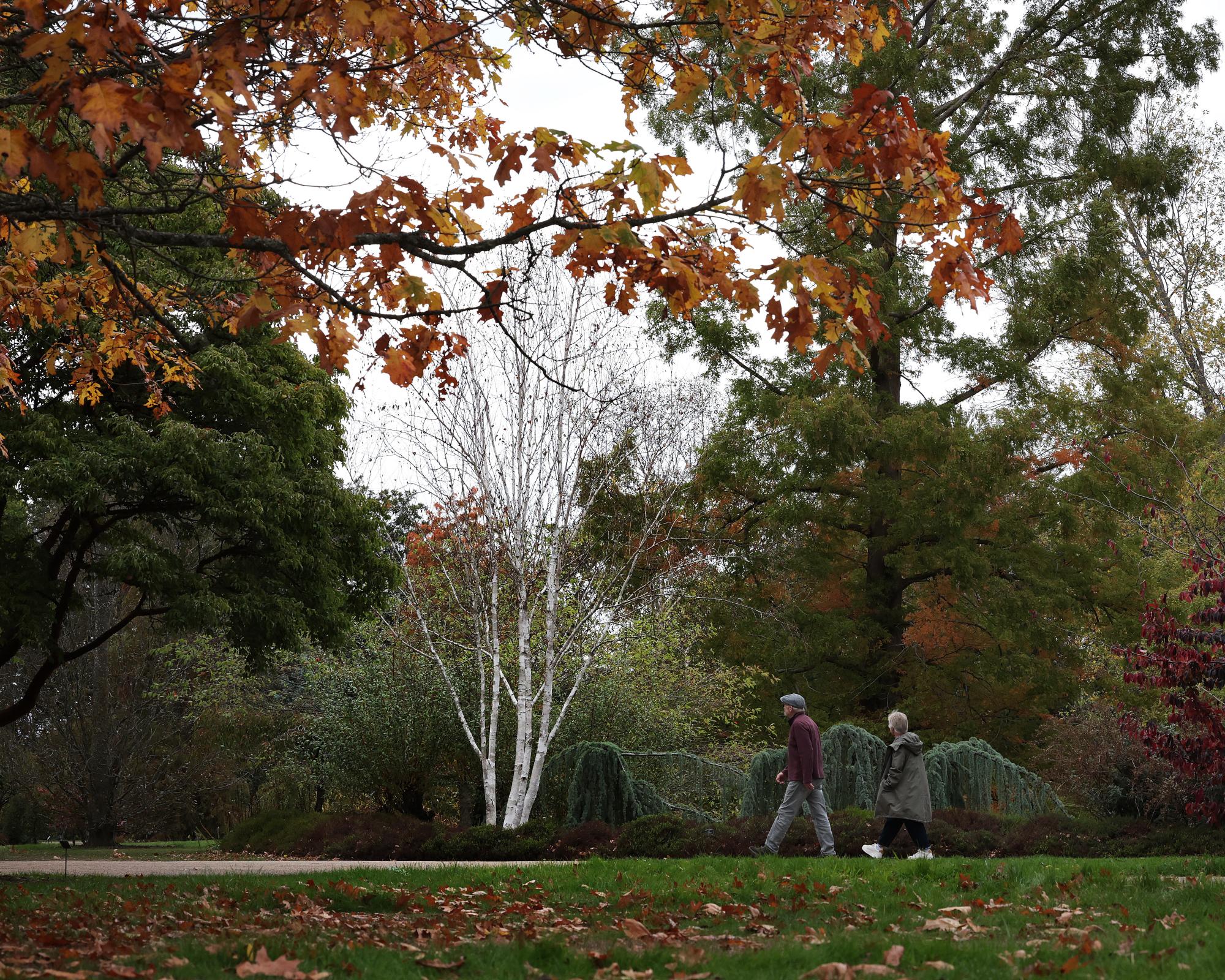 ‘False autumn’: stressed trees drop leaves early after scorching ...