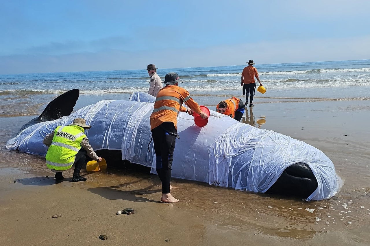 Sperm whale carcass buried on Tasmanian beach sparks concerns over ...