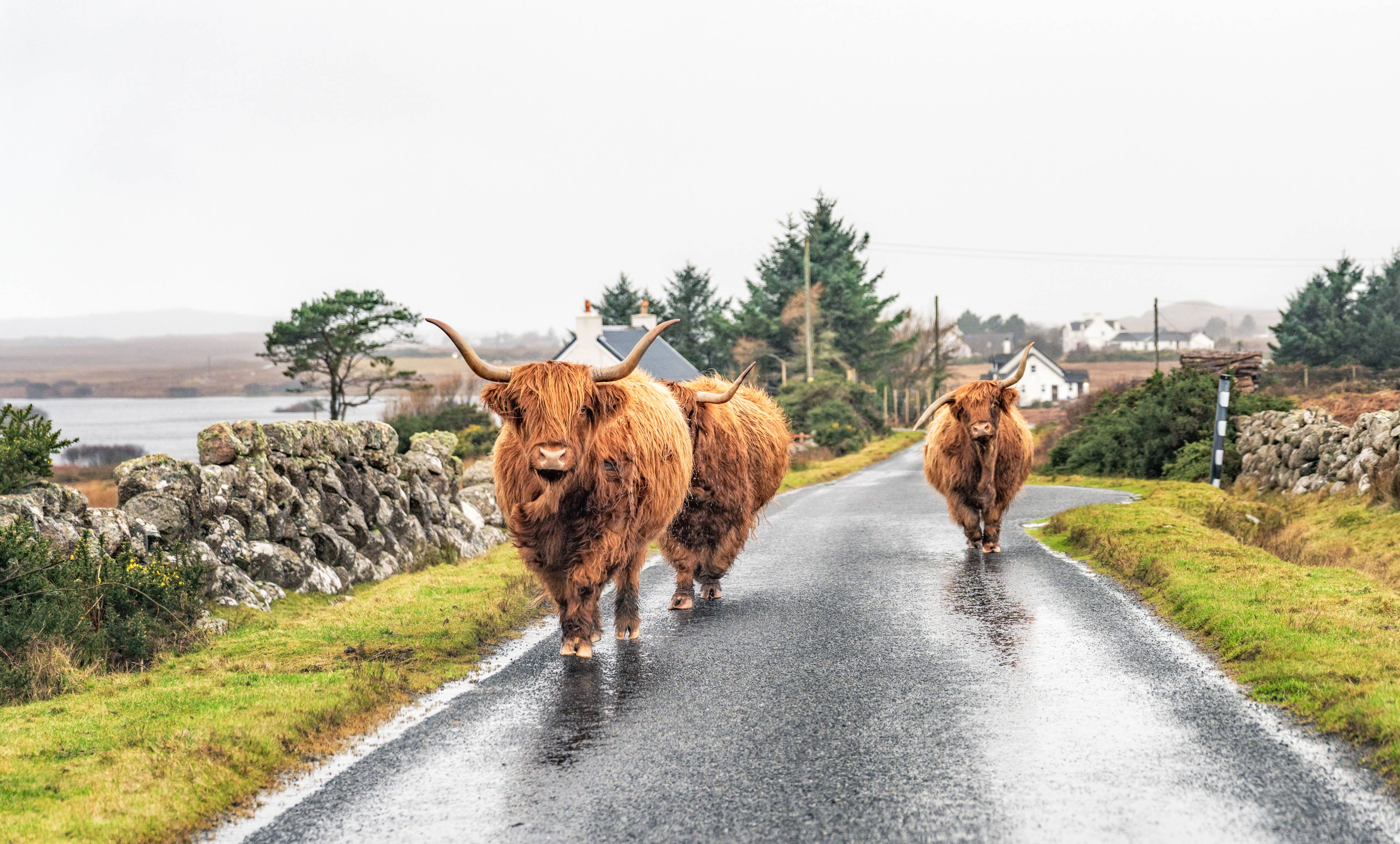 Watch Highland Cows Perfectly Sync Their Strut to the Bee Gees - AOL