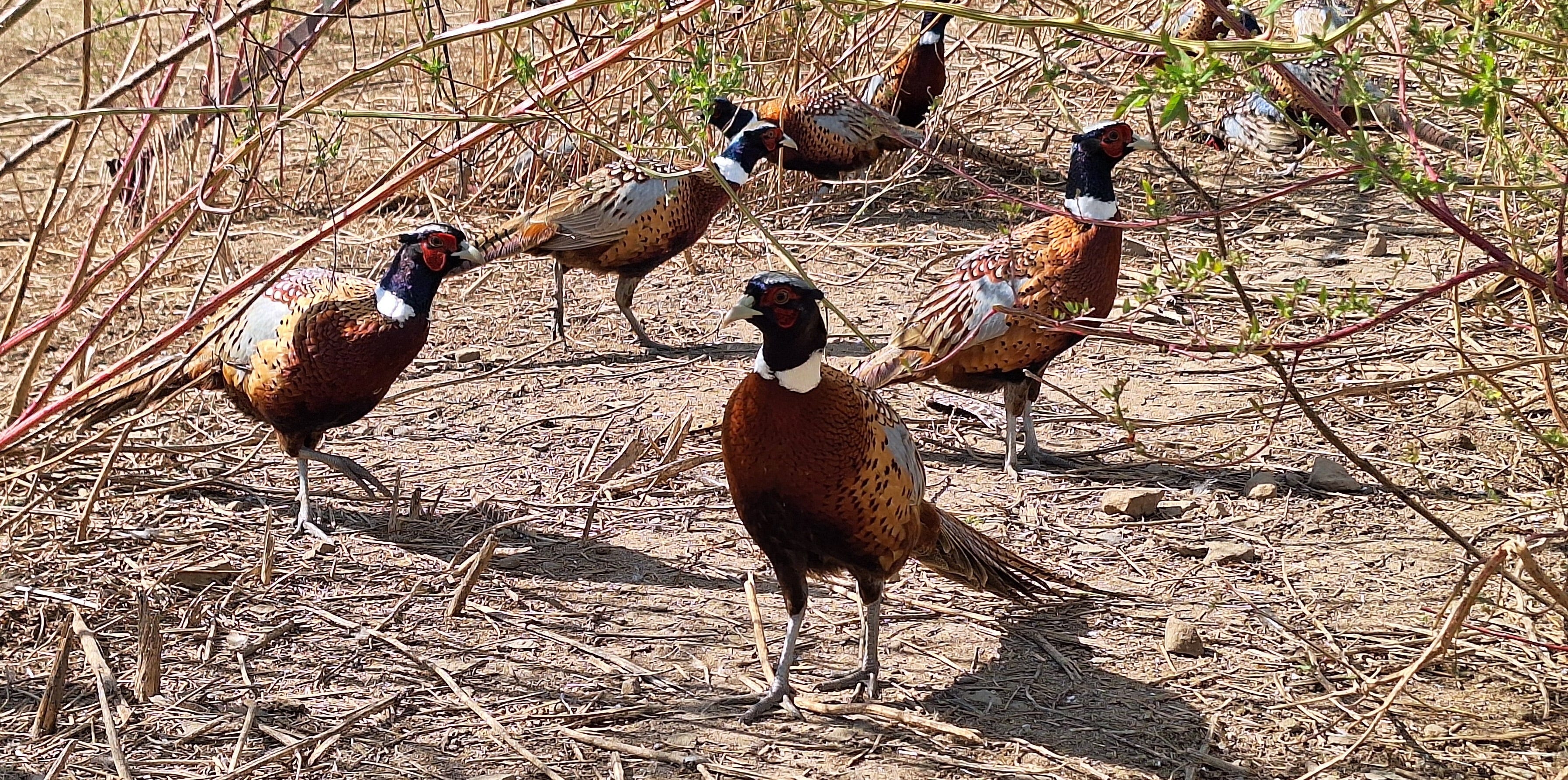 Ohio pheasant season approaches as grouse, quail continue decline