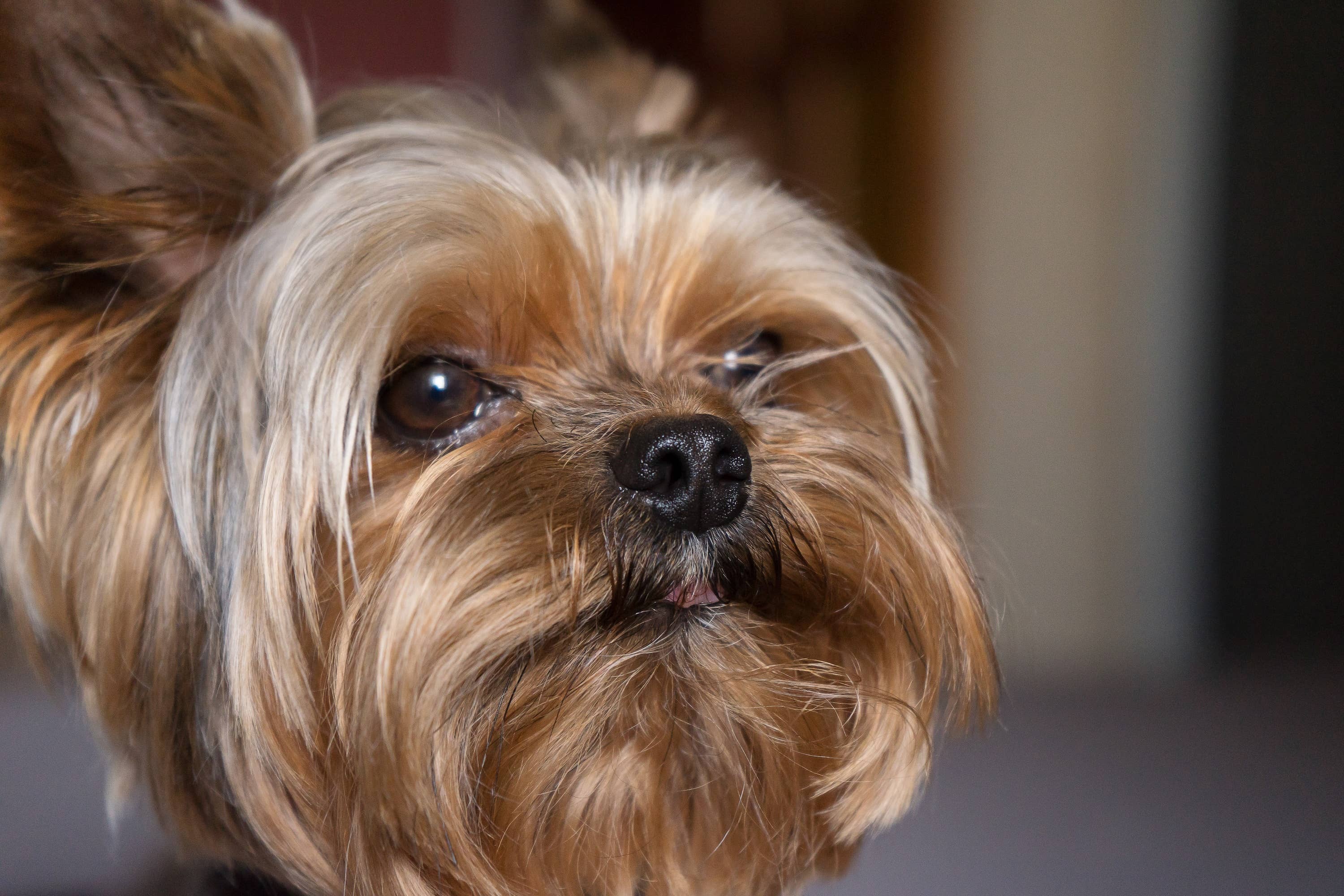 Yorkie Named Eddie Refuses to Let Mom Throw Away His Precious Cardboard Box