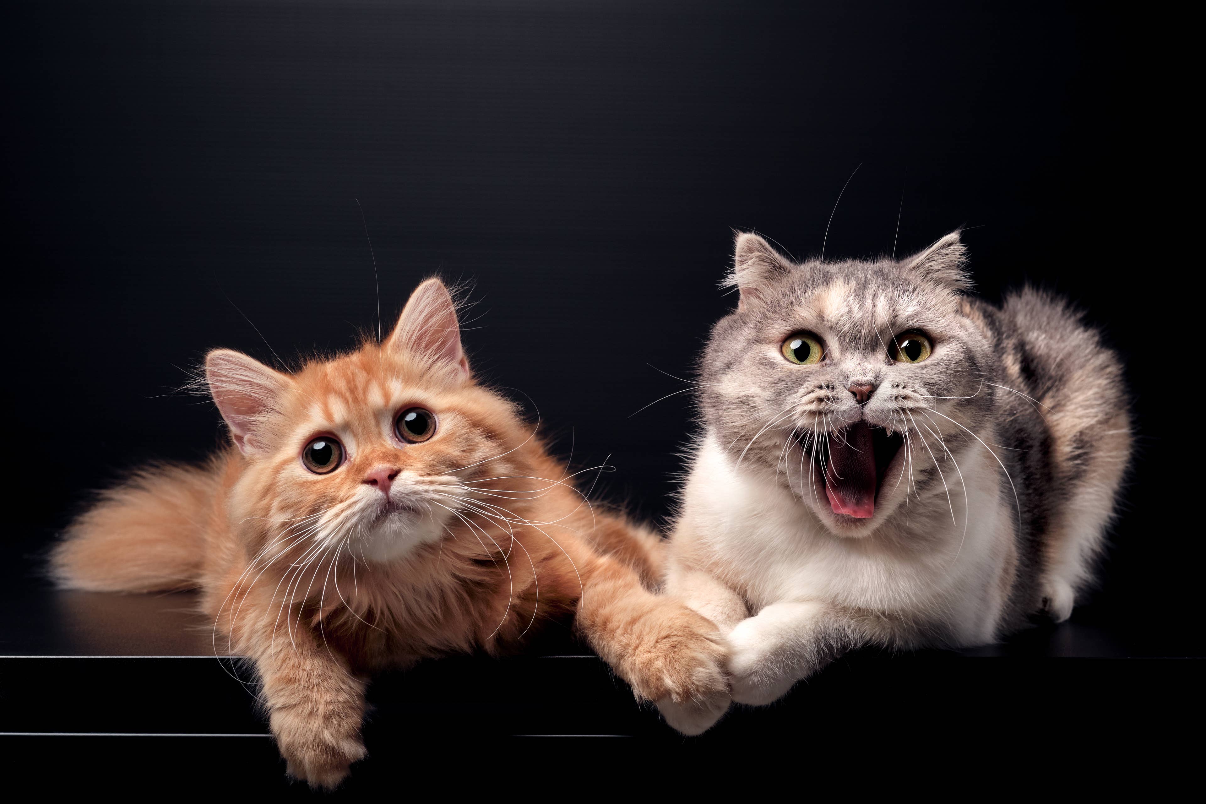 These Wobbly Cat Siblings Have the Most Adorable WWE-Style Playtime, and We're Here for It