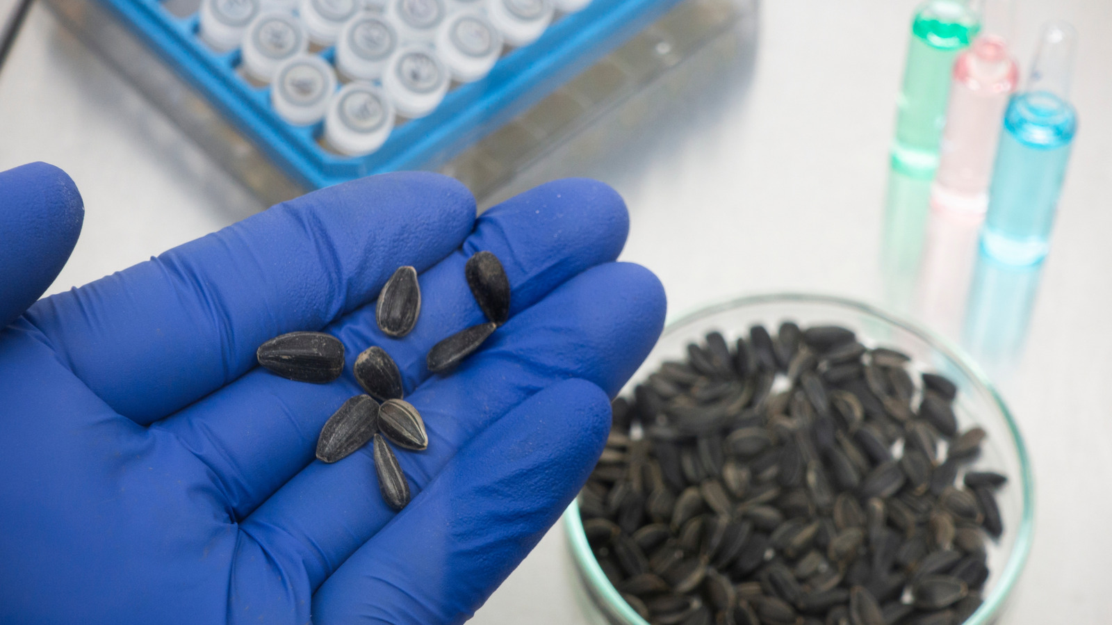 The Genetic Engineering Experiment That Sparked A Doomsday Myth - AOL