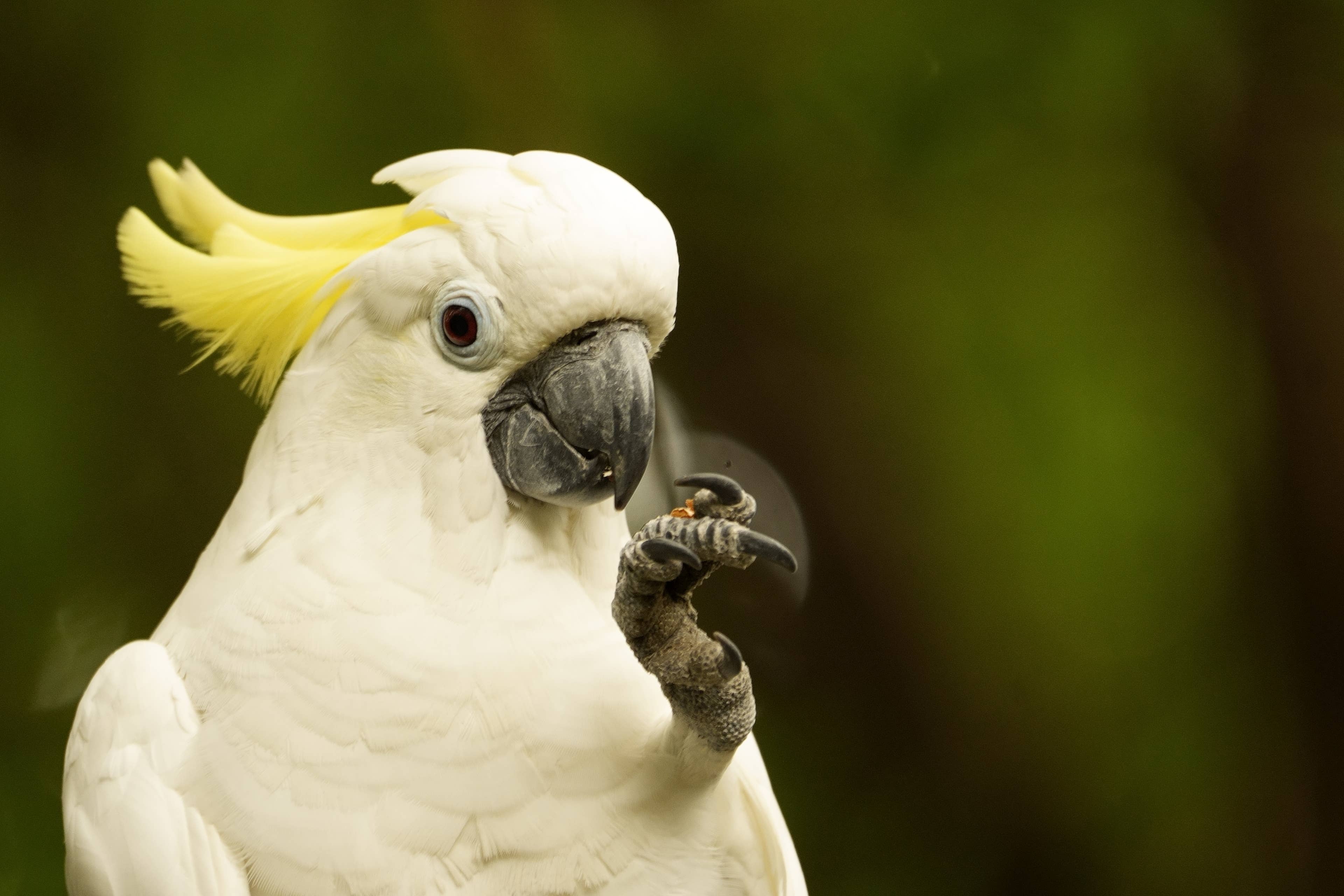 Rescue Cockatoo 'Steps Up' for the First Time, and It's Making Everyone Emotional