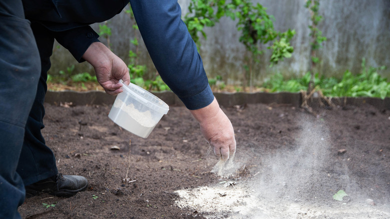 Salt Soln Protect Backyard And Garden Plants From Salt Damage With A Simple ...