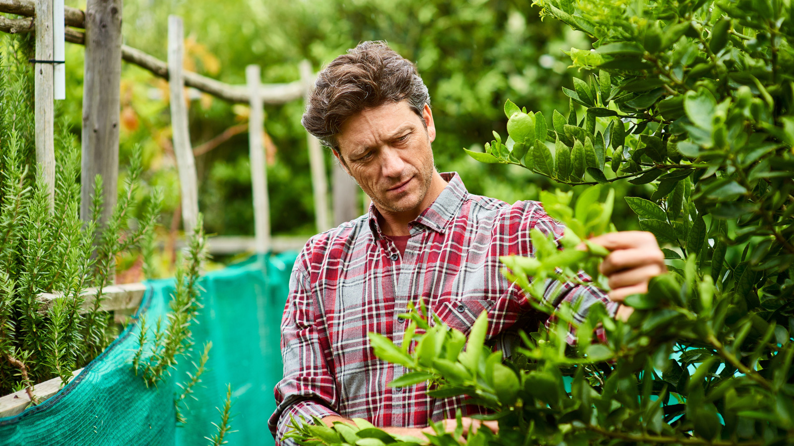 Salt Soln Protect Backyard And Garden Plants From Salt Damage With A Simple ...