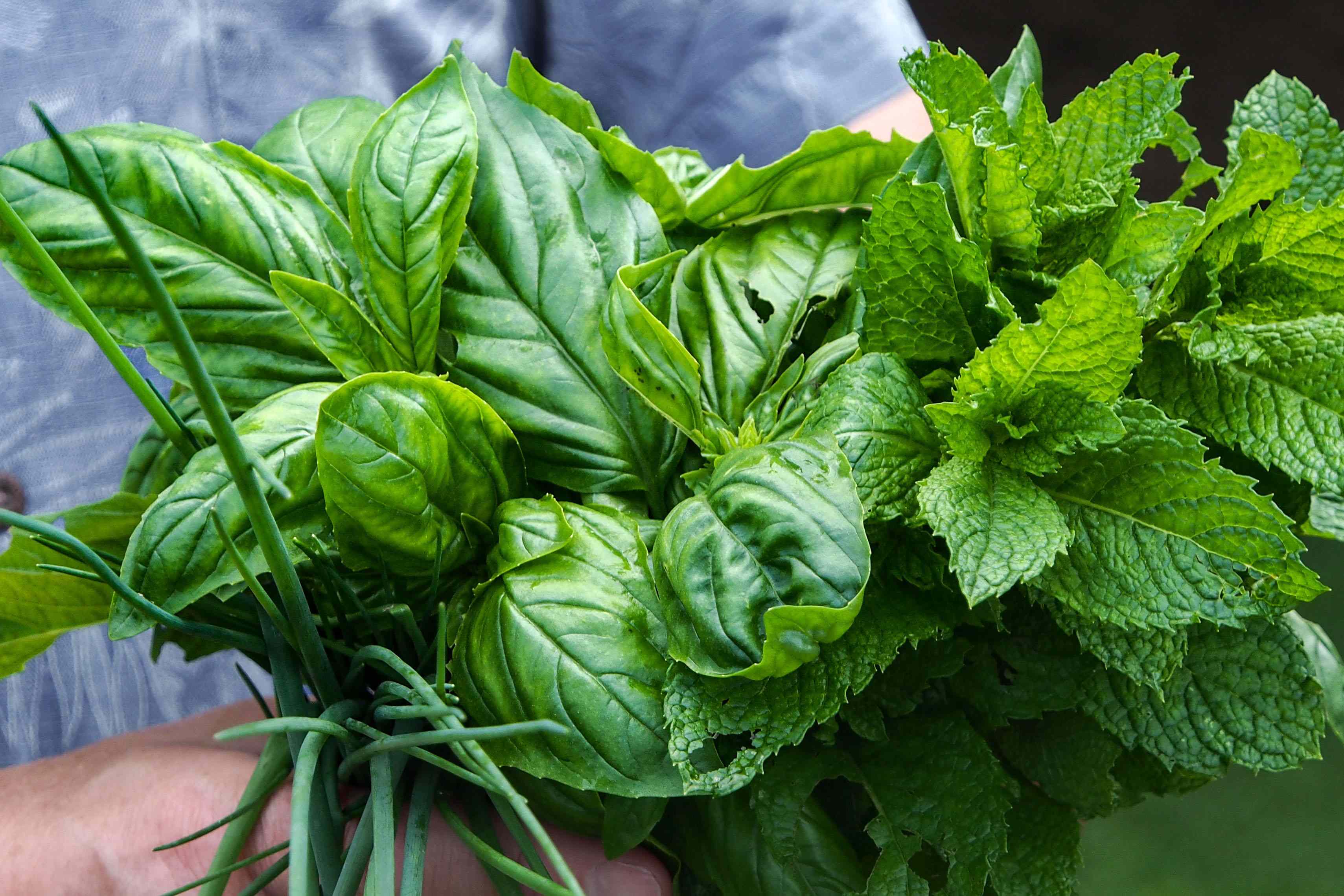 Researchers Tested This Familiar Herb Alongside an Antidepressant. Here's What They Found