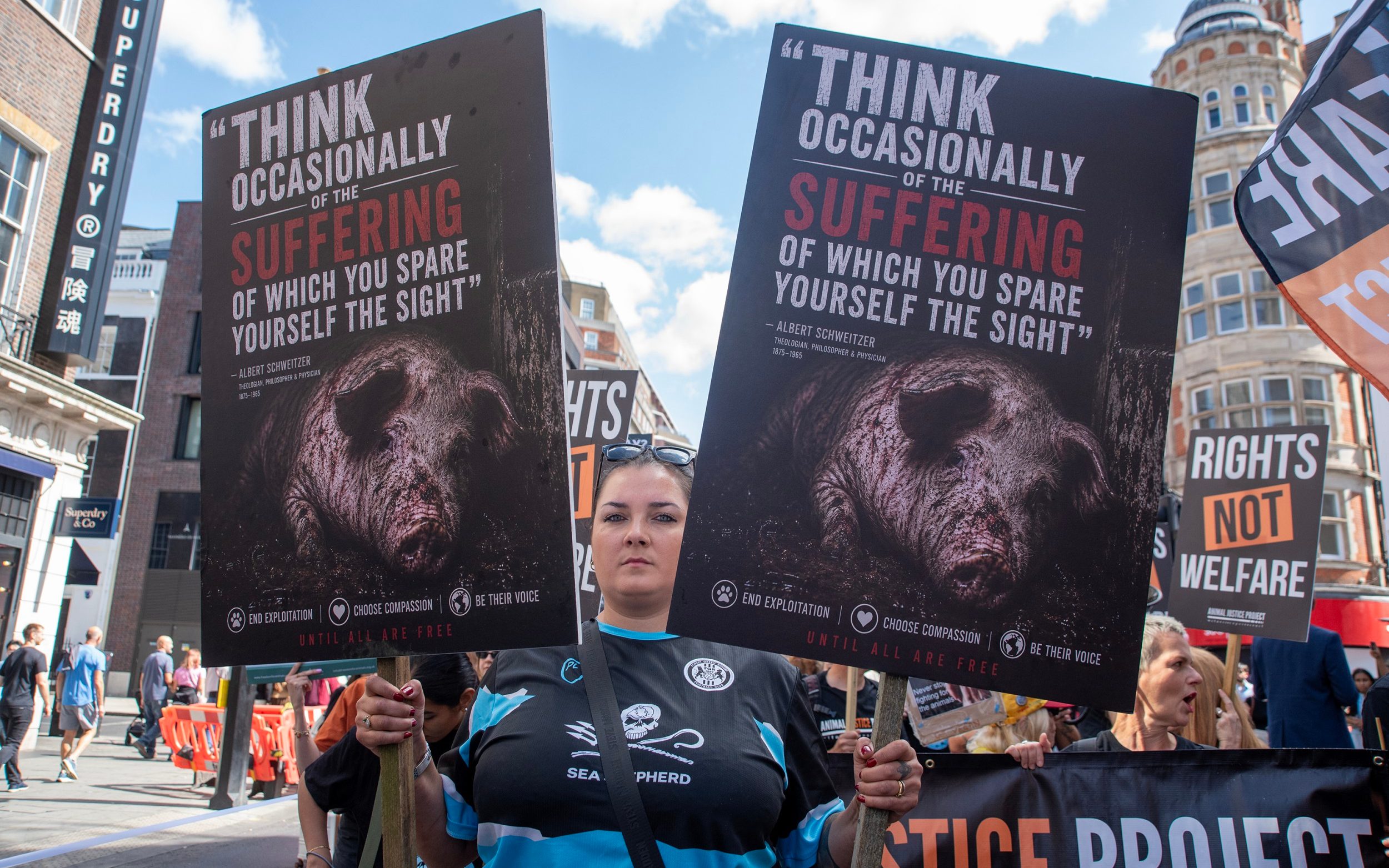 Animal rights campaigners claim victory on stunning of pigs - AOL