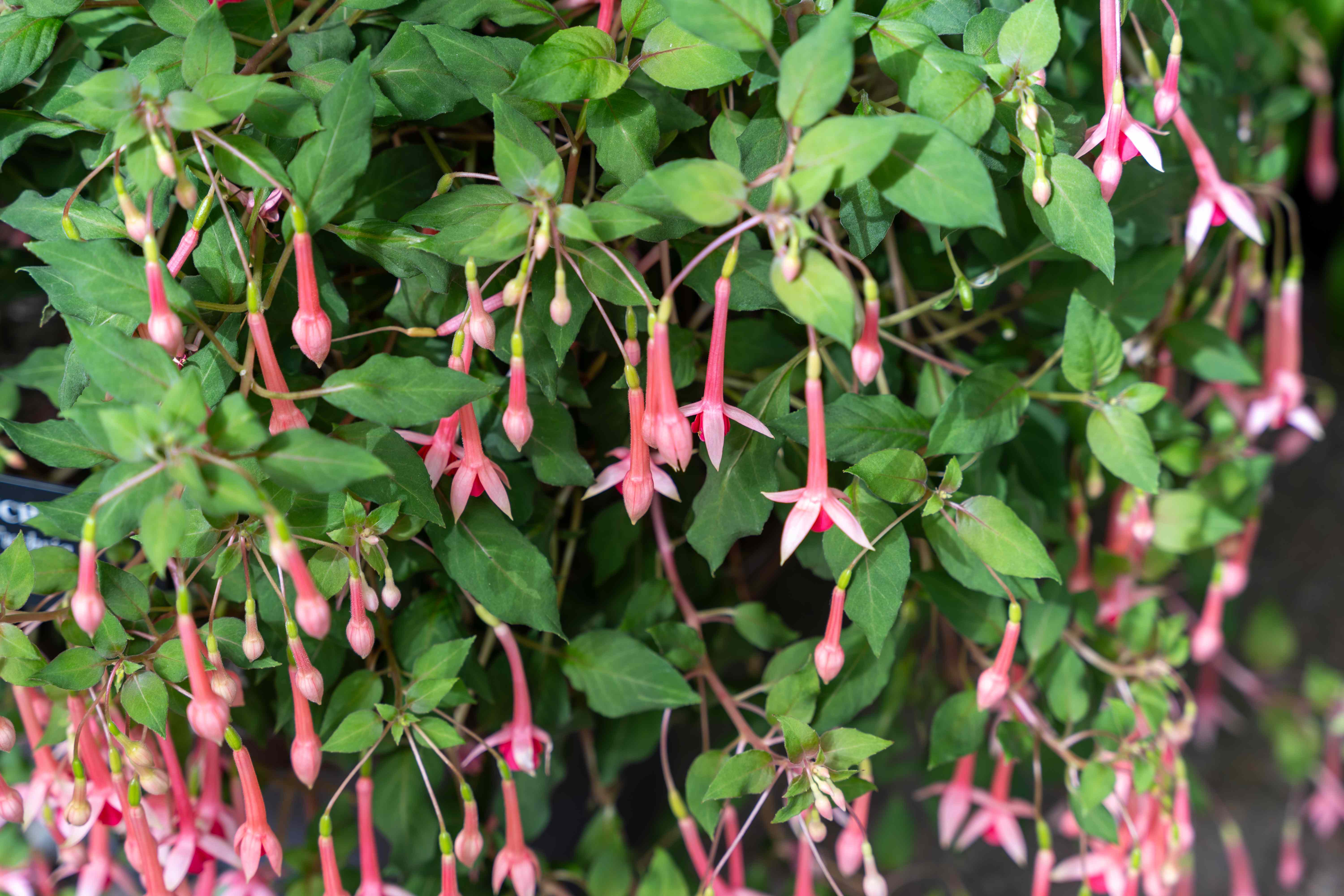 Before You Cut Back Your Fuchsias This Fall, Here’s What You Need to Know for Better Blooms Next Year